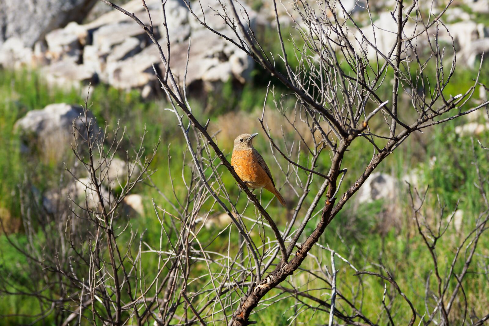 Olympus M.Zuiko Digital ED 12-100mm F4.0 IS Pro sample photo. Female african stonechat, bird photography