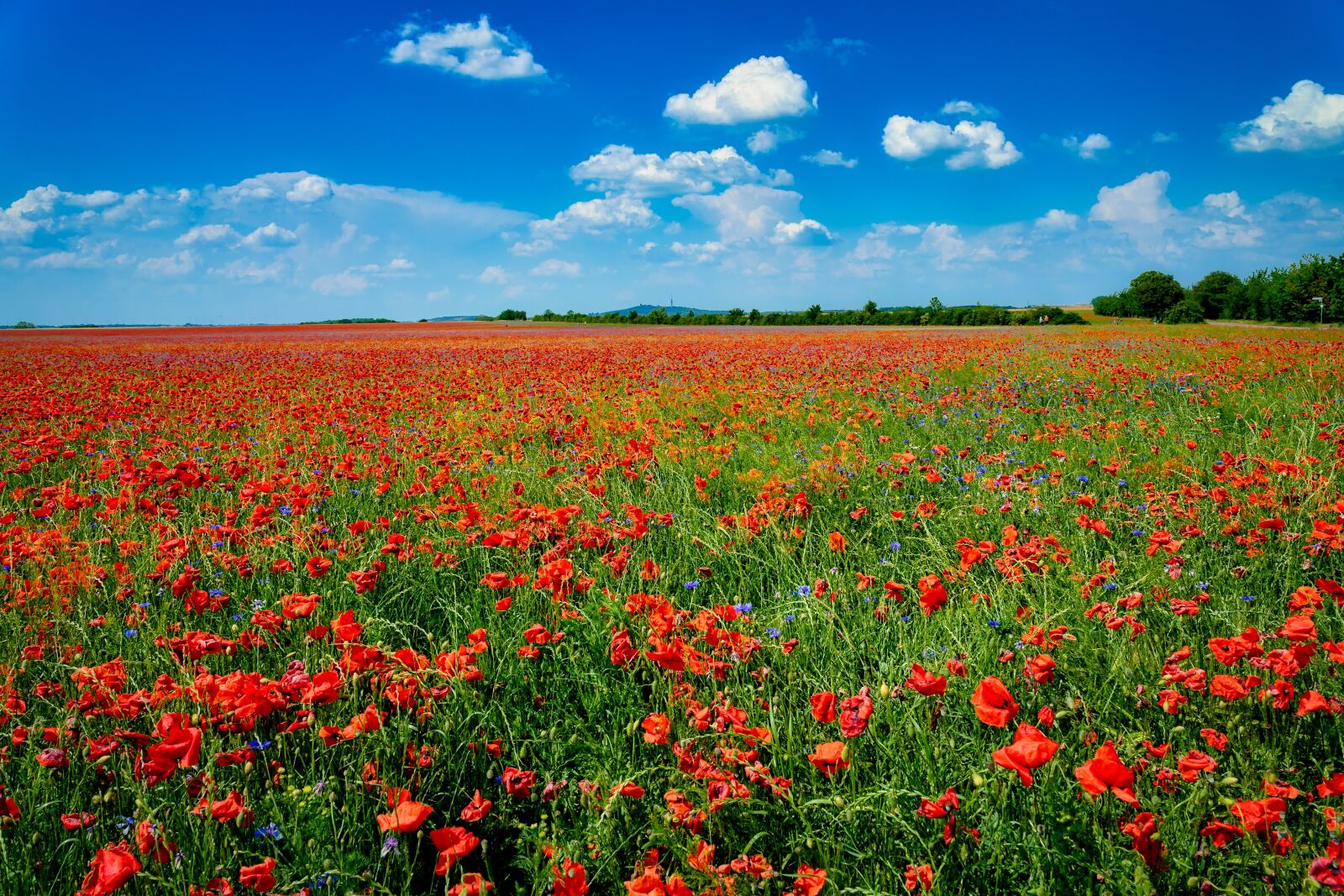 Sony a7 II + Sigma 24-70mm F2.8 DG DN Art sample photo. Field of poppies, meadow photography