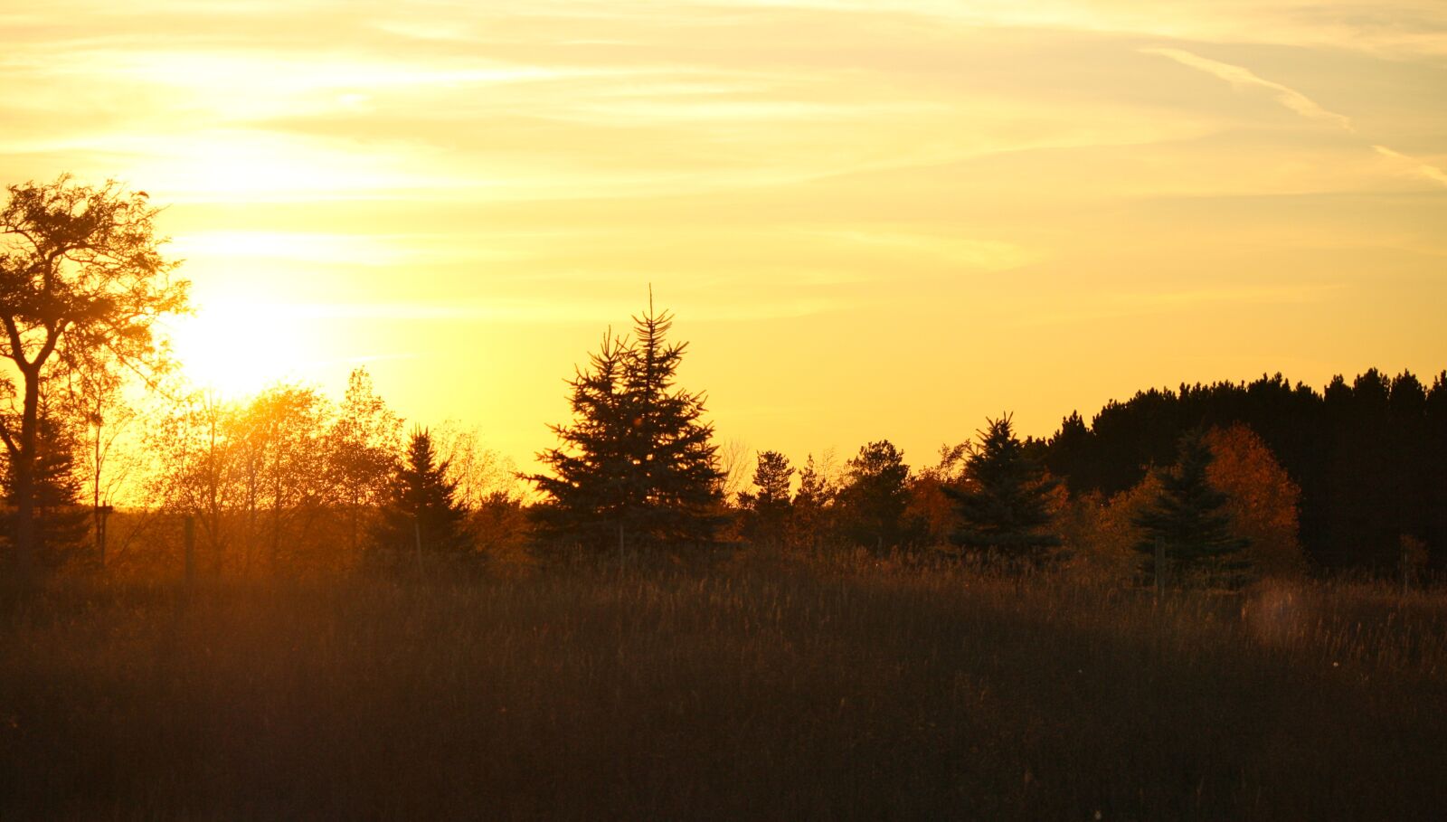 Canon EOS 1000D (EOS Digital Rebel XS / EOS Kiss F) sample photo. Sunset, sun woods, trees photography