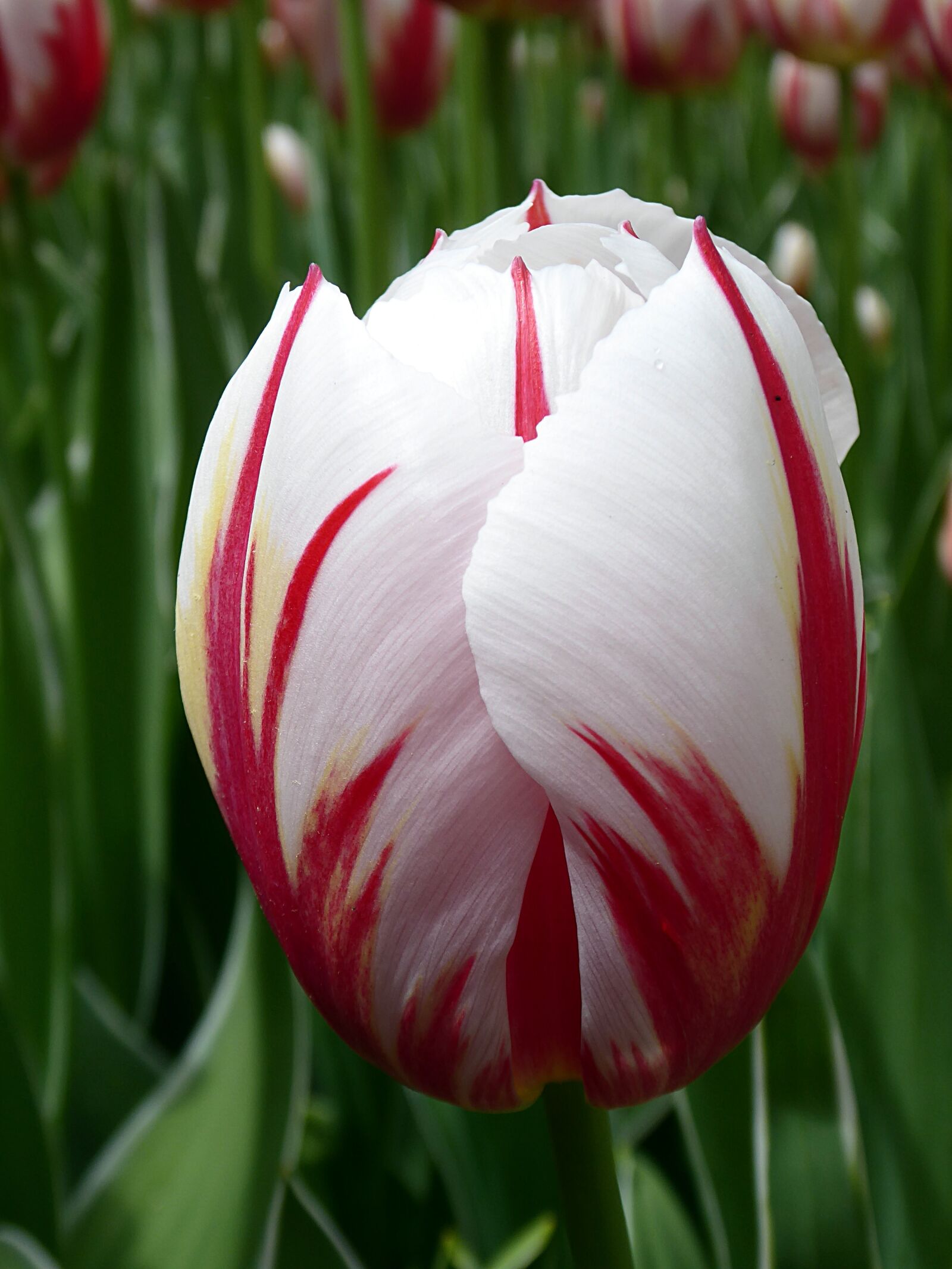 Panasonic Lumix DMC-ZS50 (Lumix DMC-TZ70) sample photo. Tulip, flower, red photography