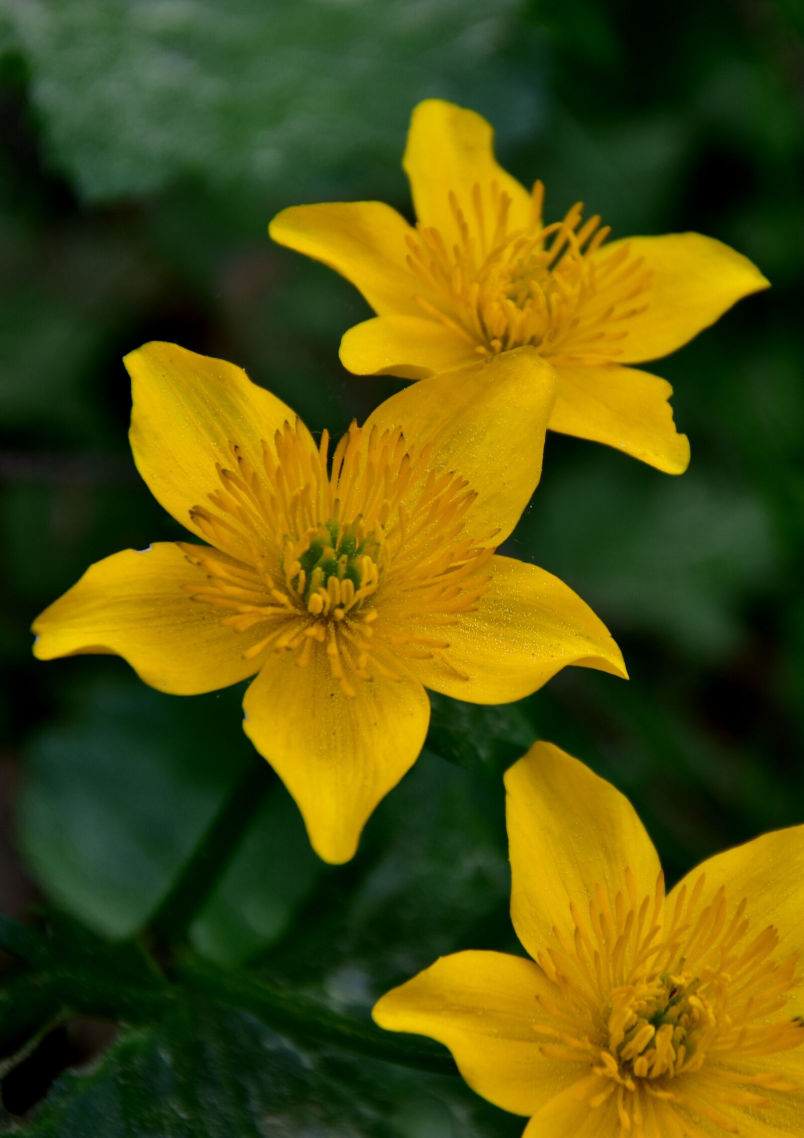 Nikon D7200 sample photo. Nature, plant, at the photography