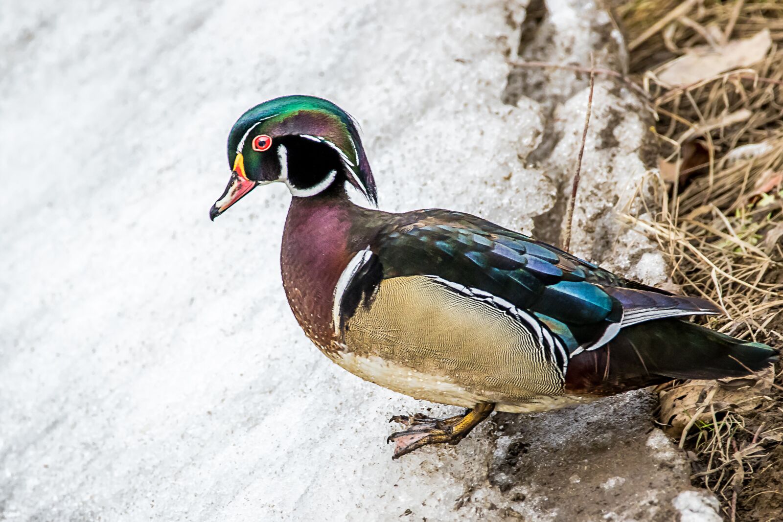 Canon EOS 7D Mark II sample photo. Wood, duck, waterfowl photography