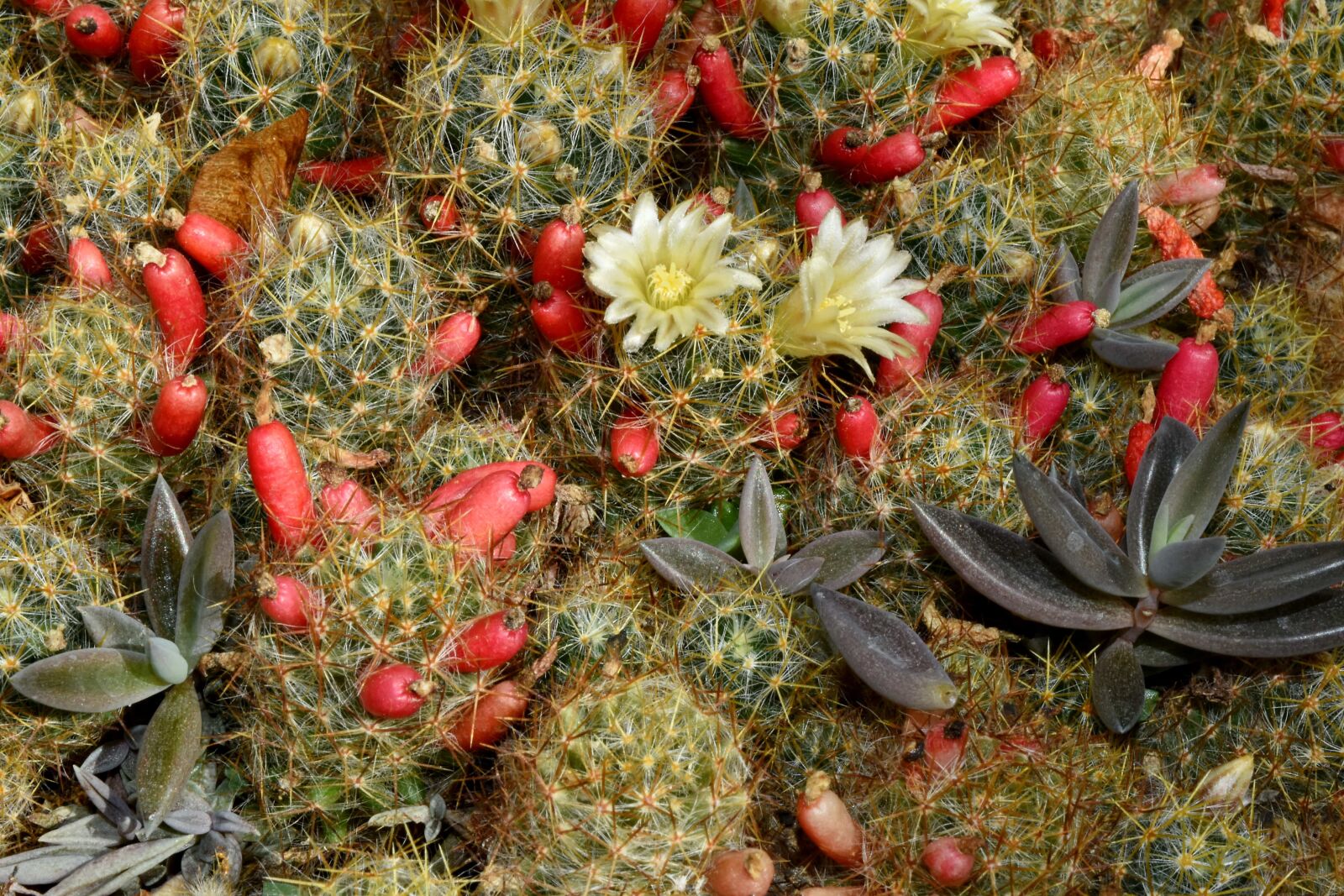 Nikon D5500 sample photo. Flower garden, nature, cactus photography