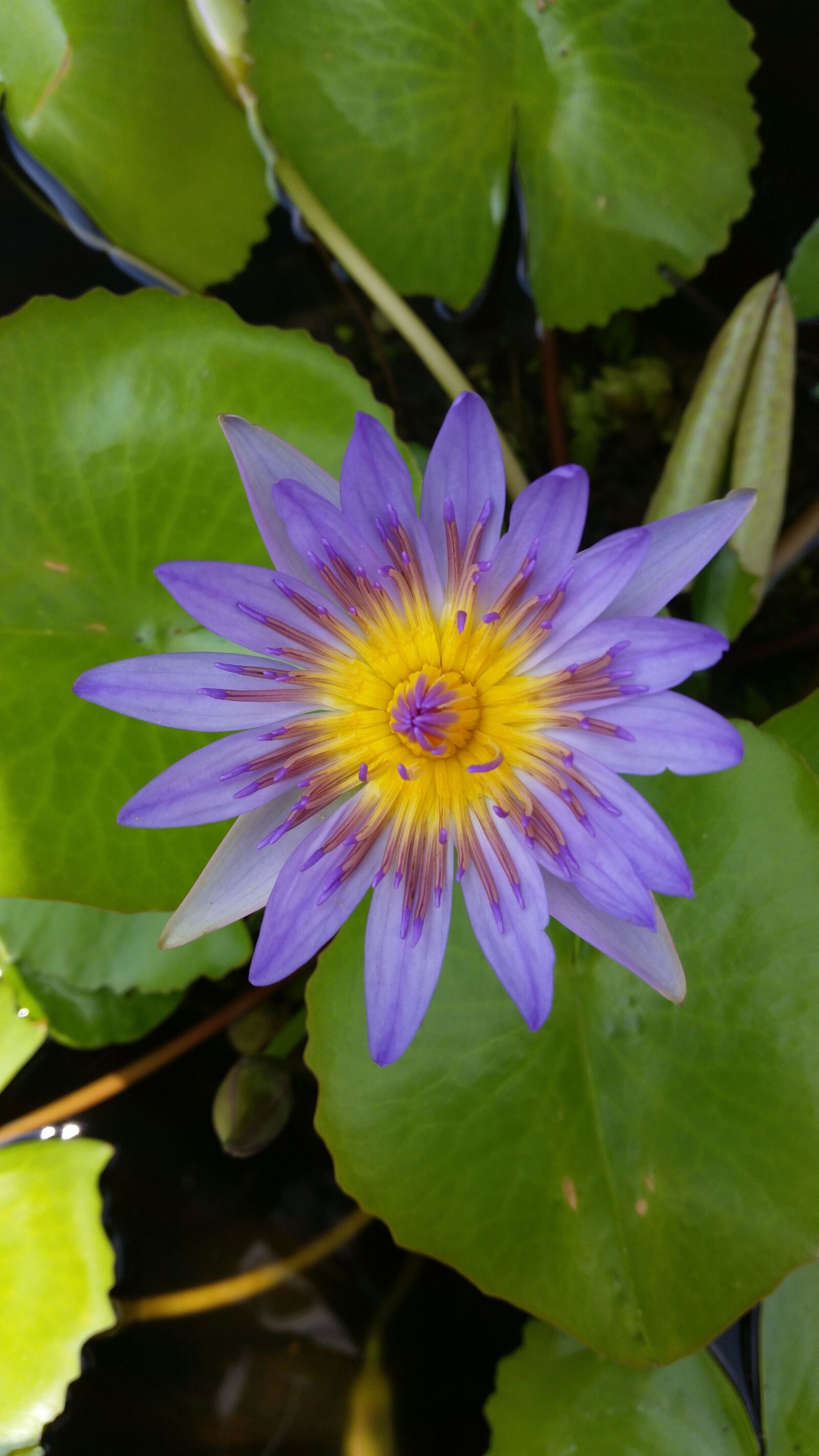Samsung Galaxy S5 sample photo. Flower, lotus, nature photography