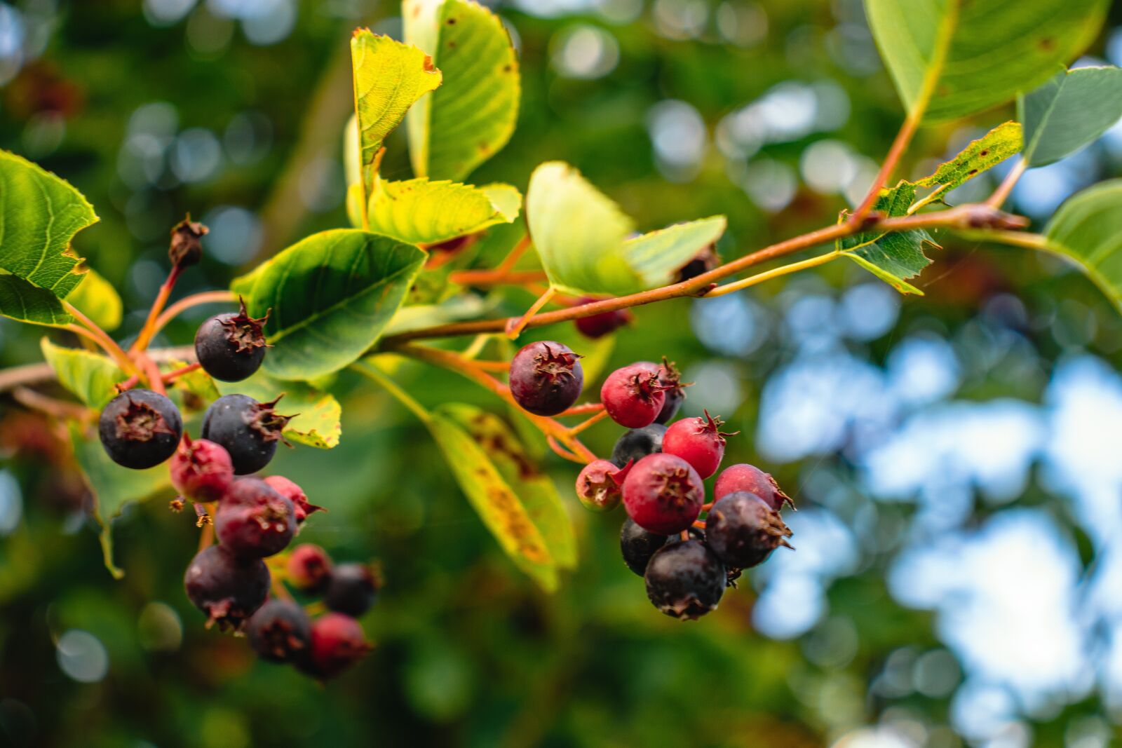 Canon EOS 77D (EOS 9000D / EOS 770D) sample photo. Berries, bush, fruits photography