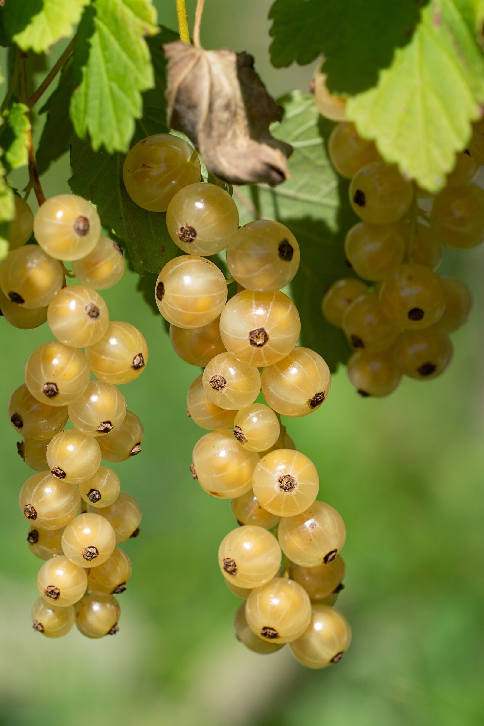Nikon D7100 sample photo. Currants, currant, white photography