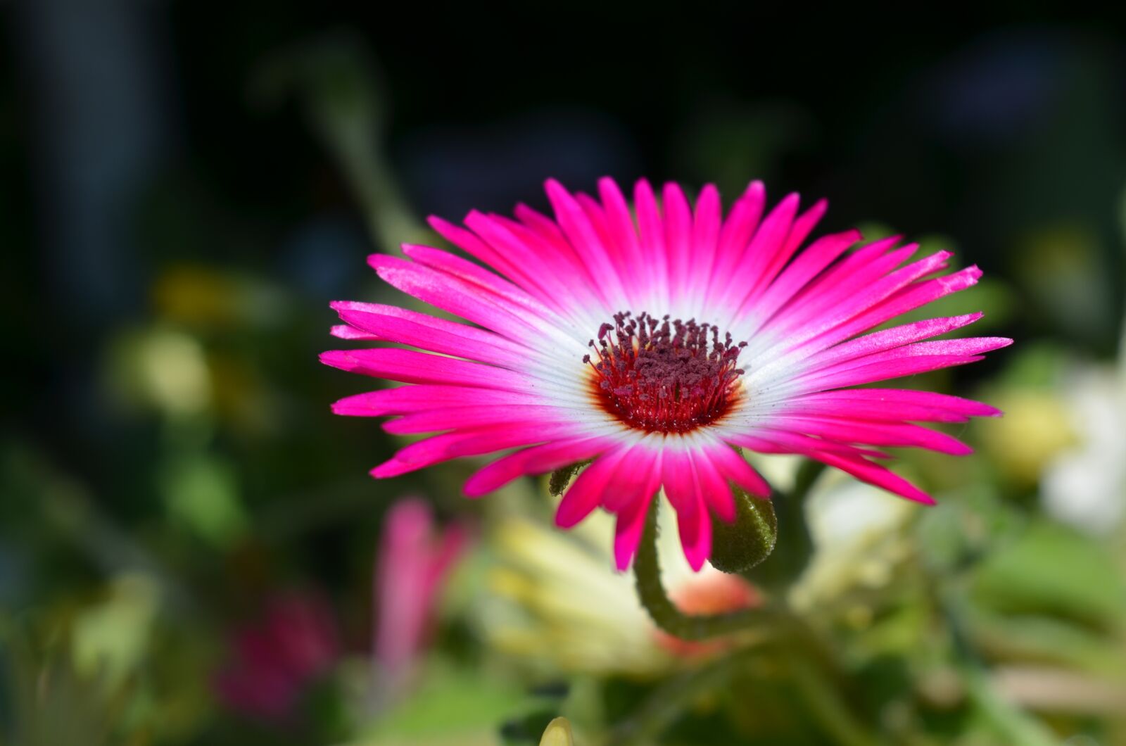 Nikon D7000 sample photo. Plant, flower, floral photography