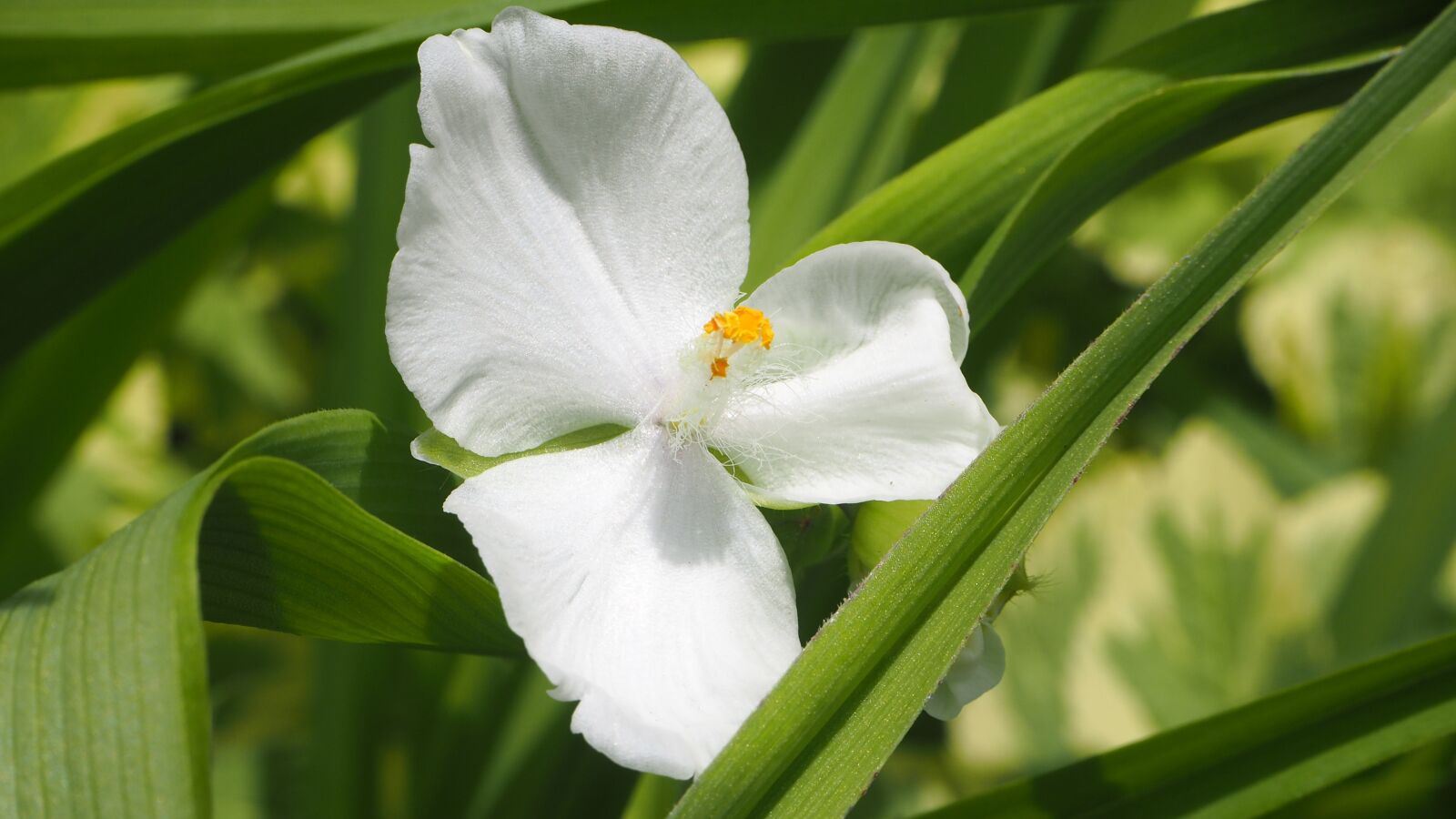 Olympus OM-D E-M10 II sample photo. White flower, flower, white photography