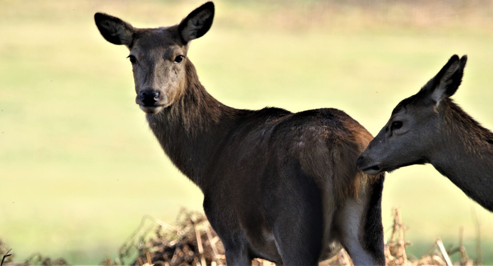 150-600mm F5-6.3 DG OS HSM | Contemporary 015 sample photo. Animal, deer, pretty photography