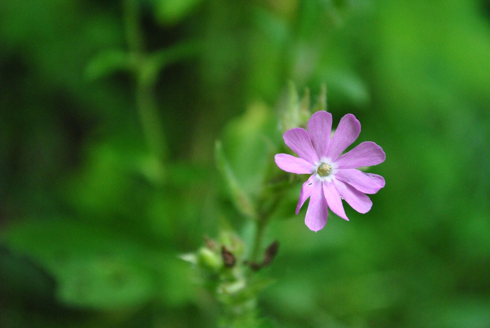 Nikon D3000 sample photo. Nature, flower, green photography