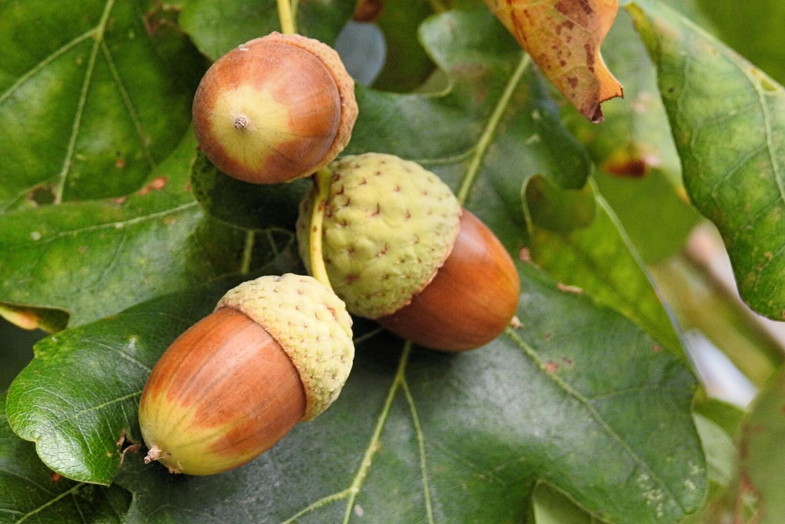 Nikon Coolpix P900 sample photo. Autumn, acorns, leaves photography