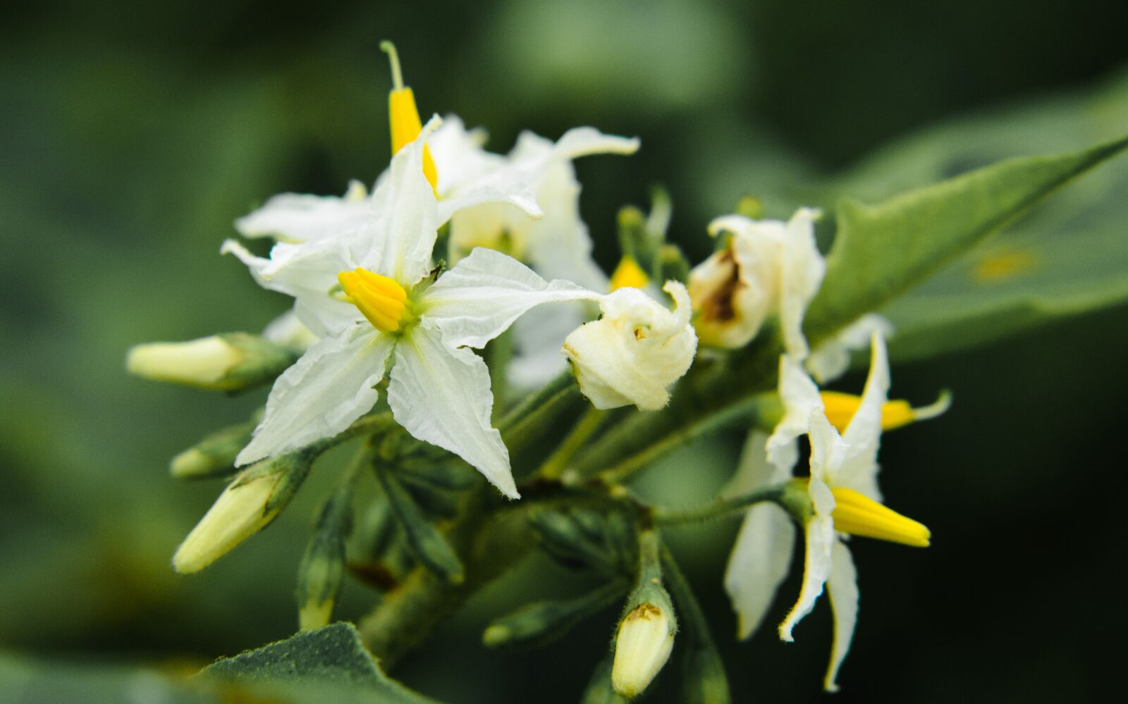 Nikon D7000 sample photo. Nature, flower, garden photography