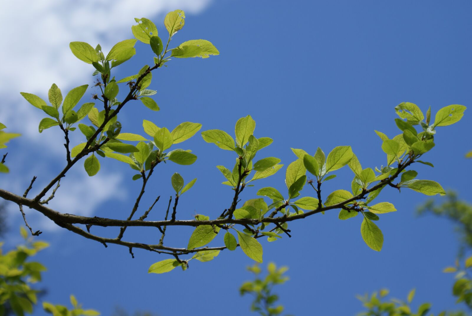 Sony Alpha DSLR-A200 sample photo. Foliage, sky, blue photography