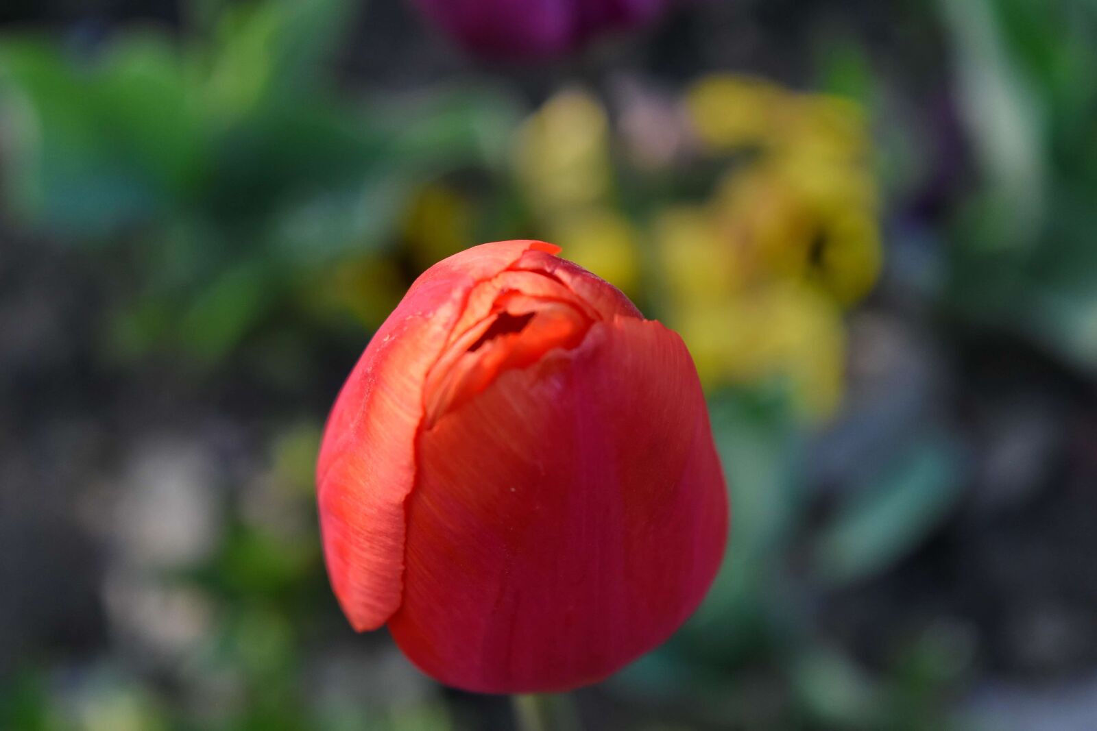 Nikon D5500 sample photo. Detail, petals, red, plant photography