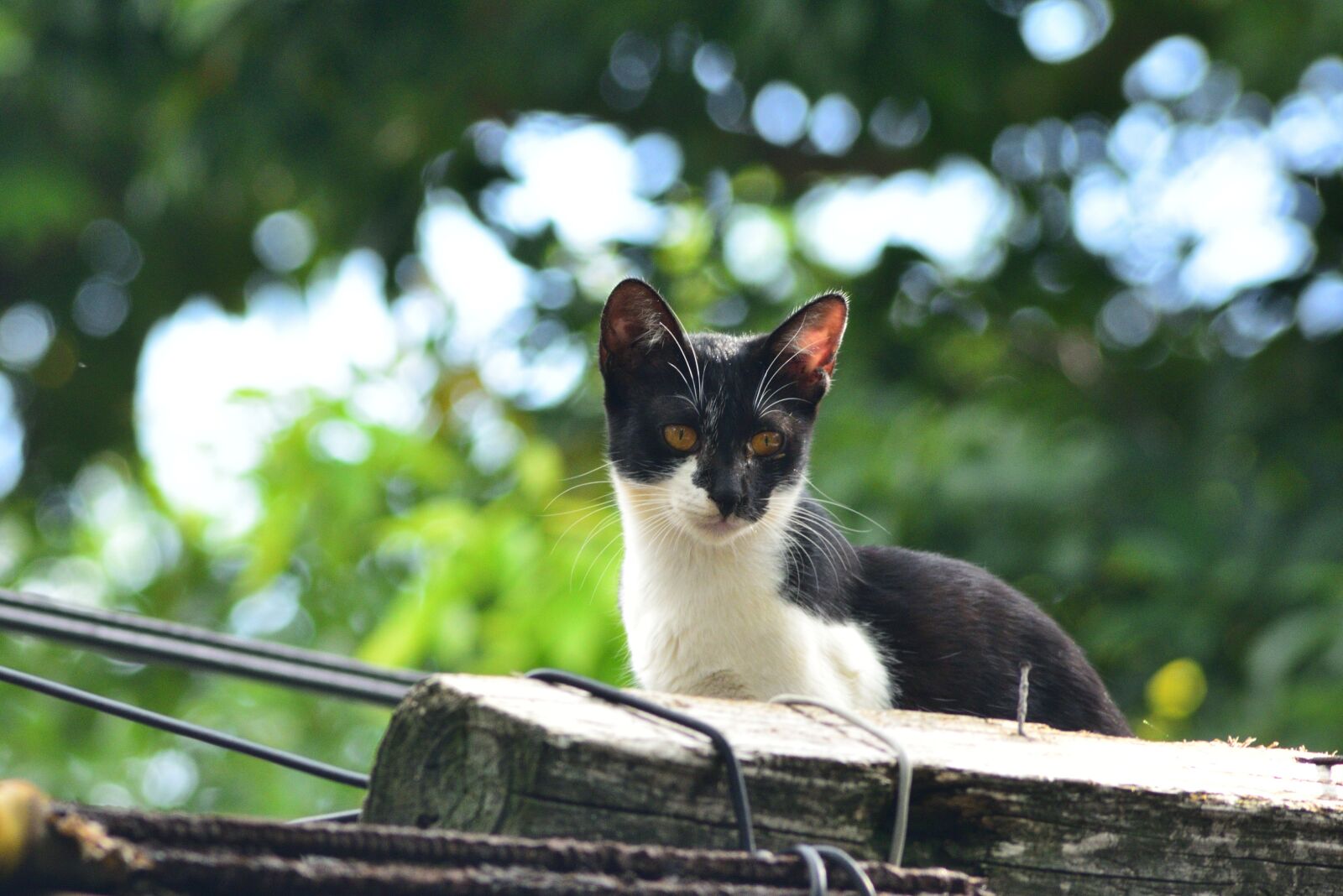 Nikon D750 sample photo. Nature, animal, cute photography