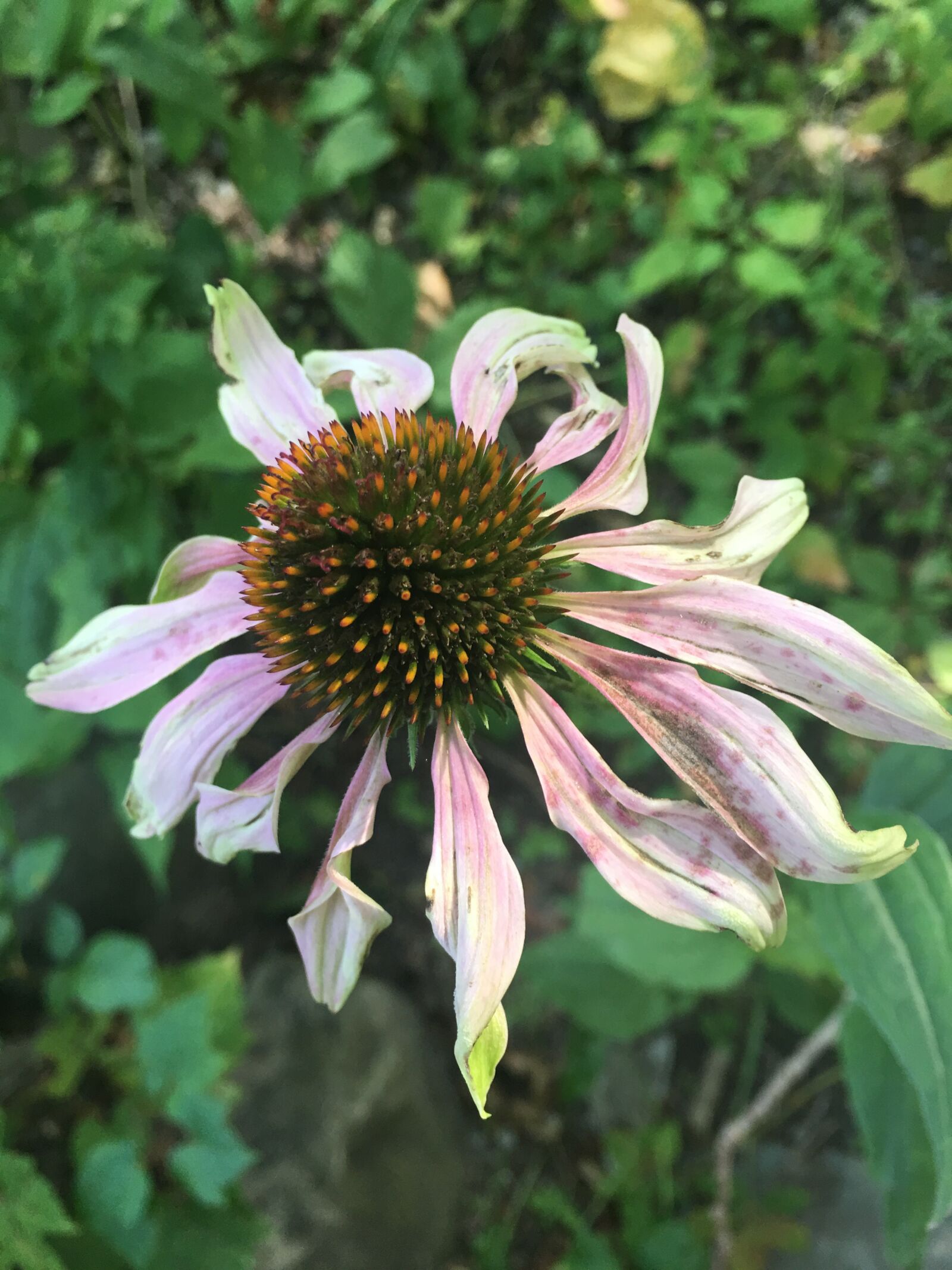 iPhone 6s Plus back camera 4.15mm f/2.2 sample photo. Flower, wilted, dying photography