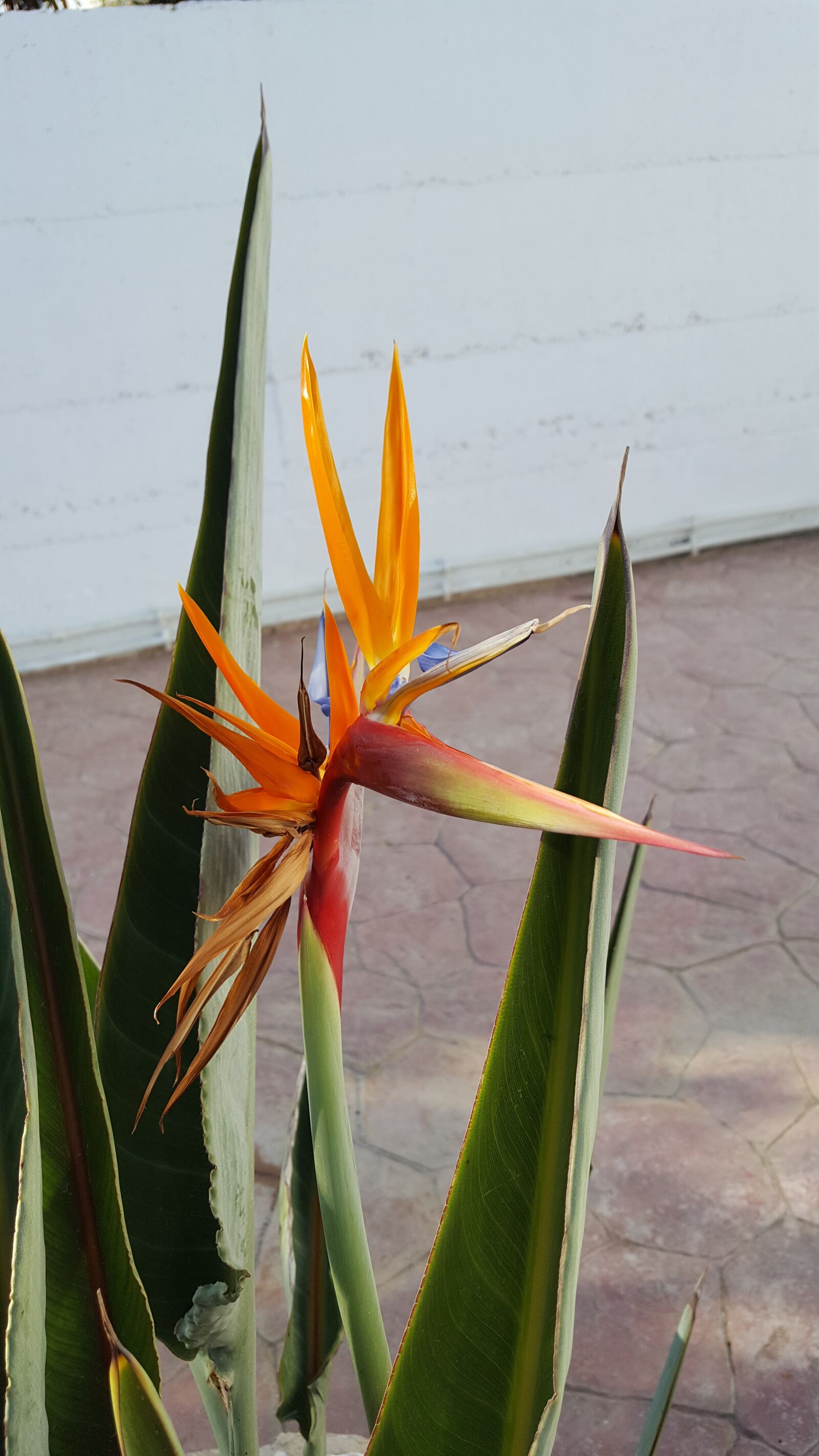 Samsung GALAXY S6 edge sample photo. Flower, cyprus, nature photography