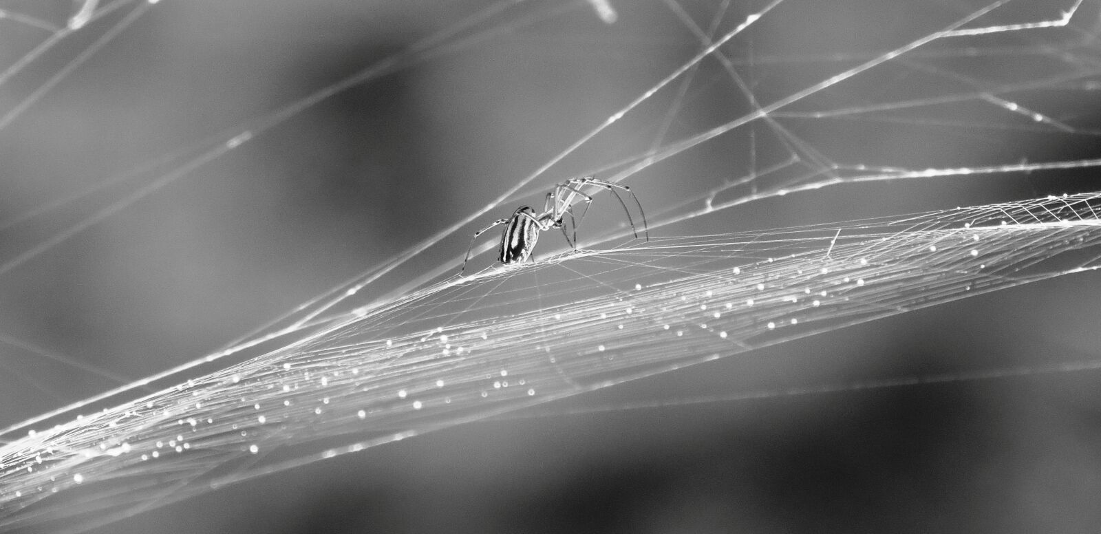 Canon PowerShot SX50 HS sample photo. Black and white, insect photography