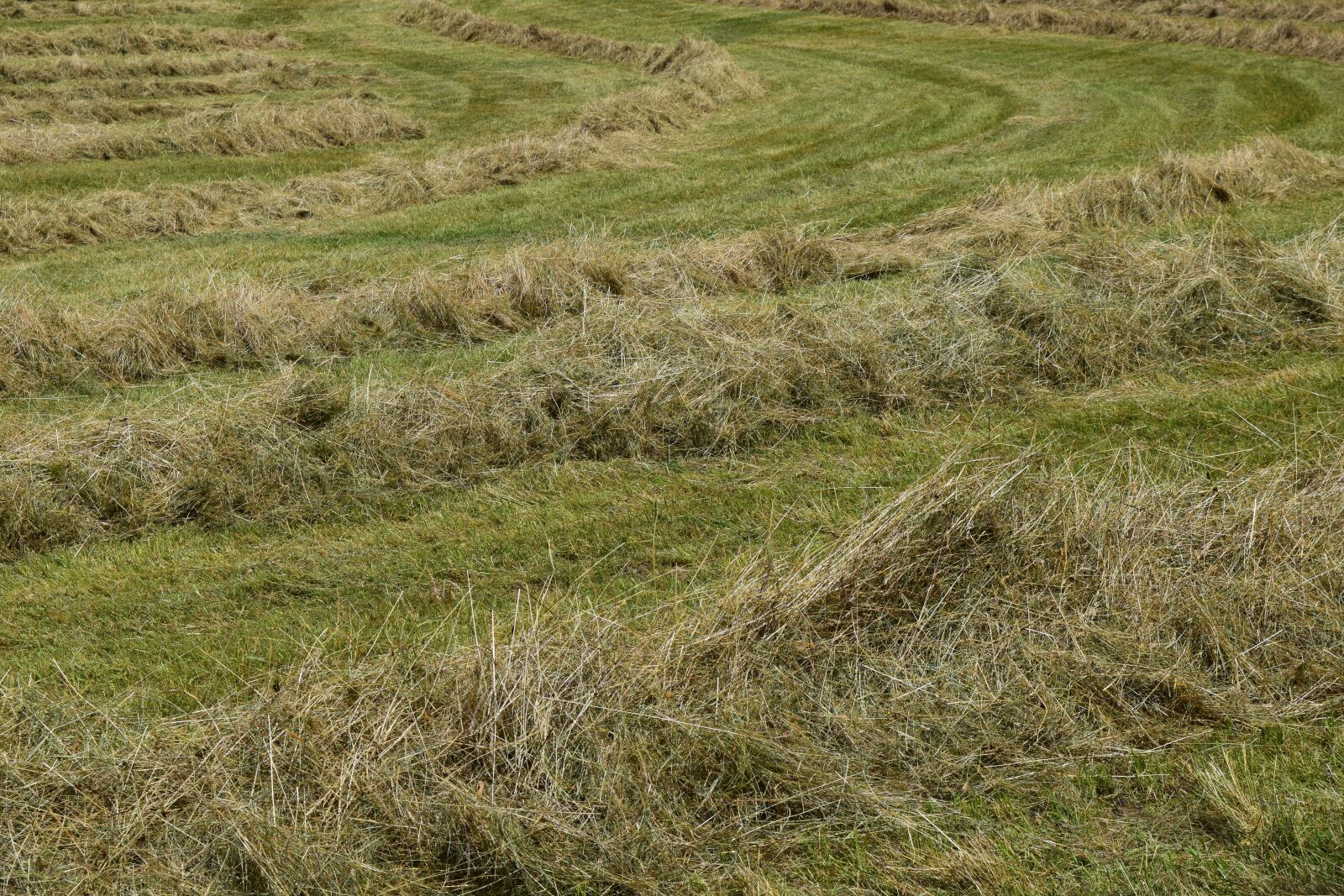 Nikon D3300 sample photo. Hay, mowed, grass photography