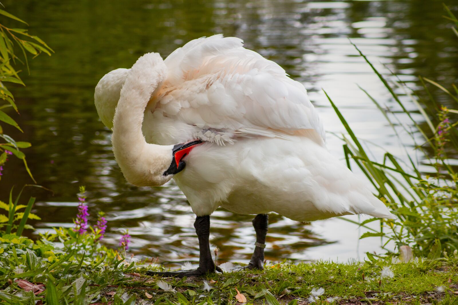 Tamron AF 55-200mm F4-5.6 Di II LD Macro sample photo. Nature, water, animal photography