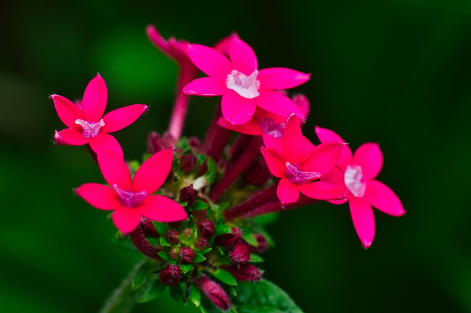 Nikon D3200 sample photo. Pink flowers, flowers, bloom photography