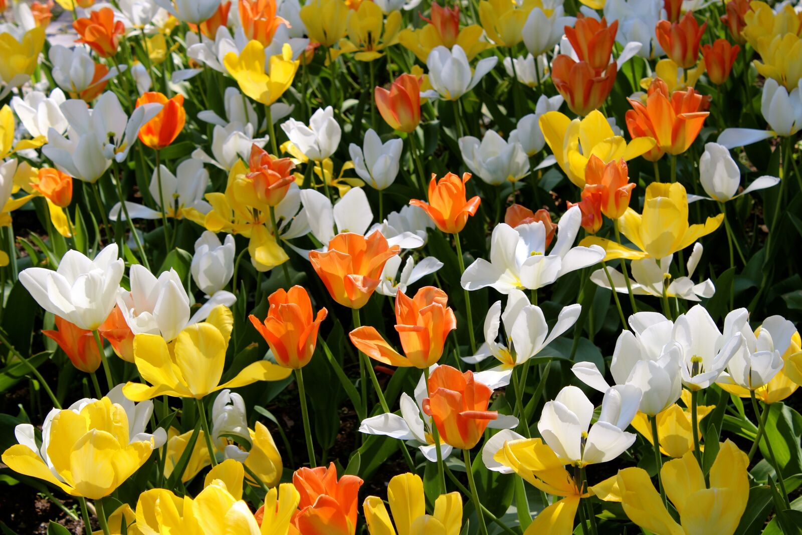Canon EOS 1300D (EOS Rebel T6 / EOS Kiss X80) sample photo. Flowers, tulips, nature photography
