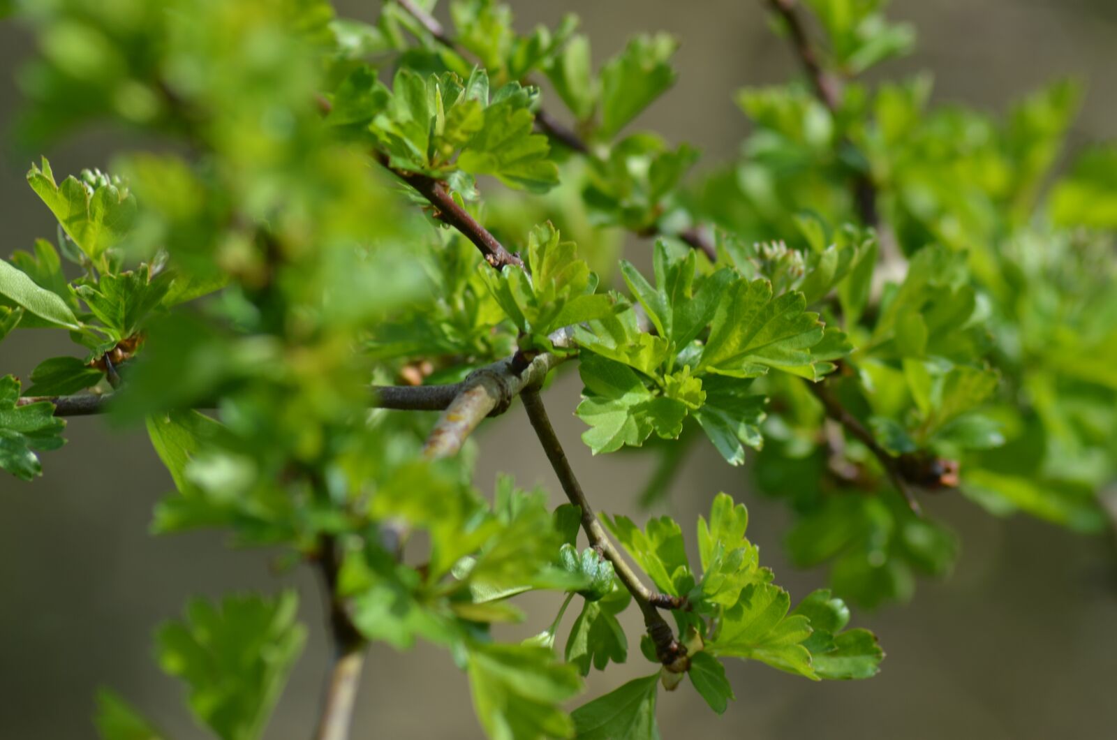 Nikon D5100 sample photo. Hawthorn, bush, buds photography
