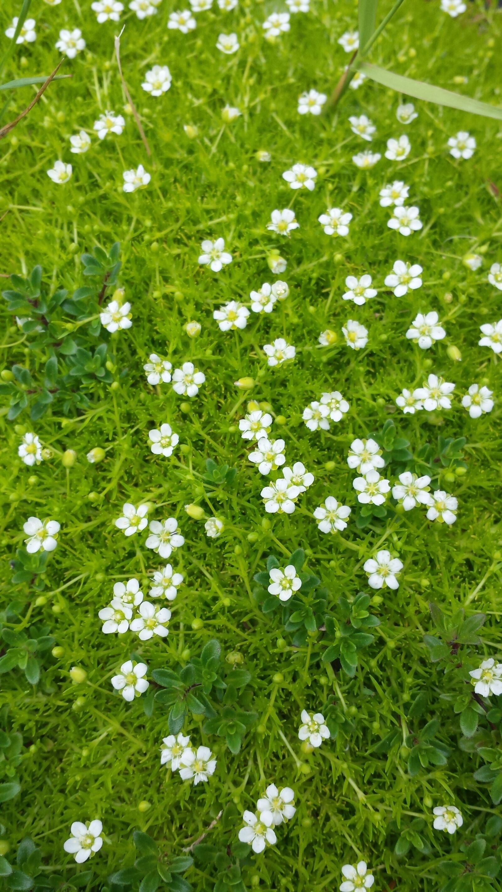 Samsung Galaxy S4 sample photo. Delicate, daisies photography