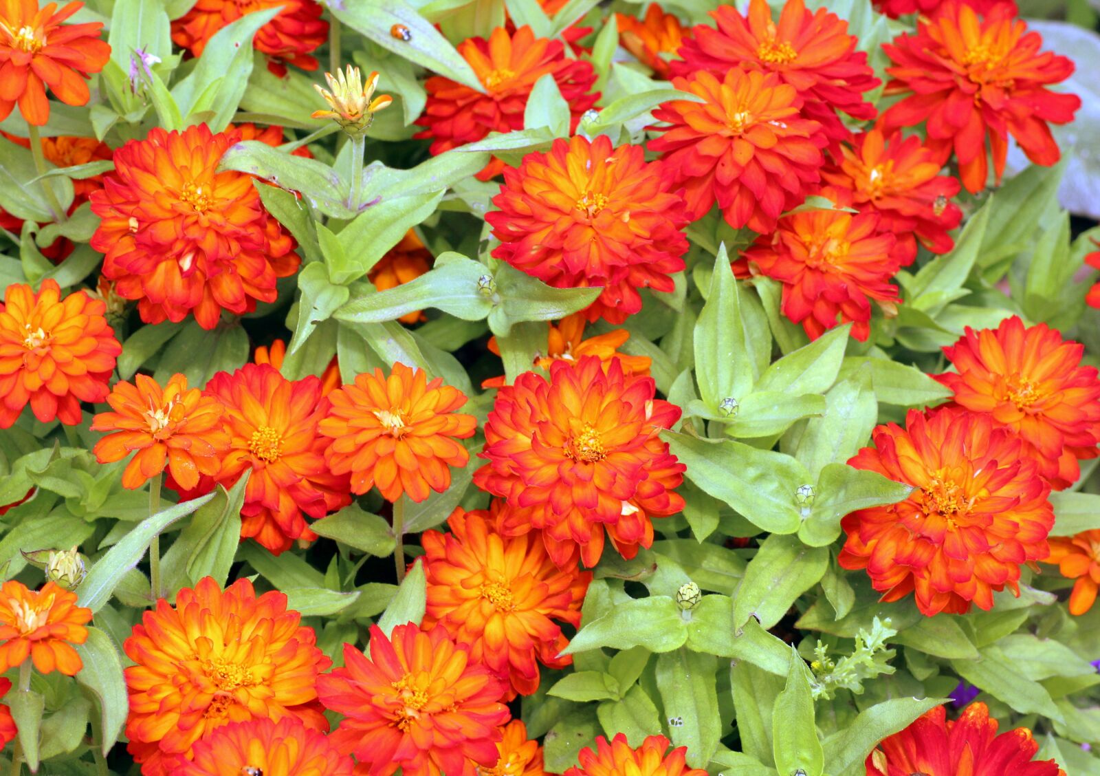 Canon EOS 1200D (EOS Rebel T5 / EOS Kiss X70 / EOS Hi) sample photo. Flowers, orange, summer photography