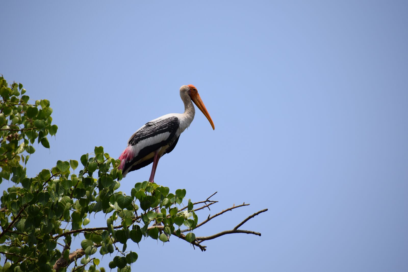 Nikon D5300 sample photo. Heron, bird, egrets photography