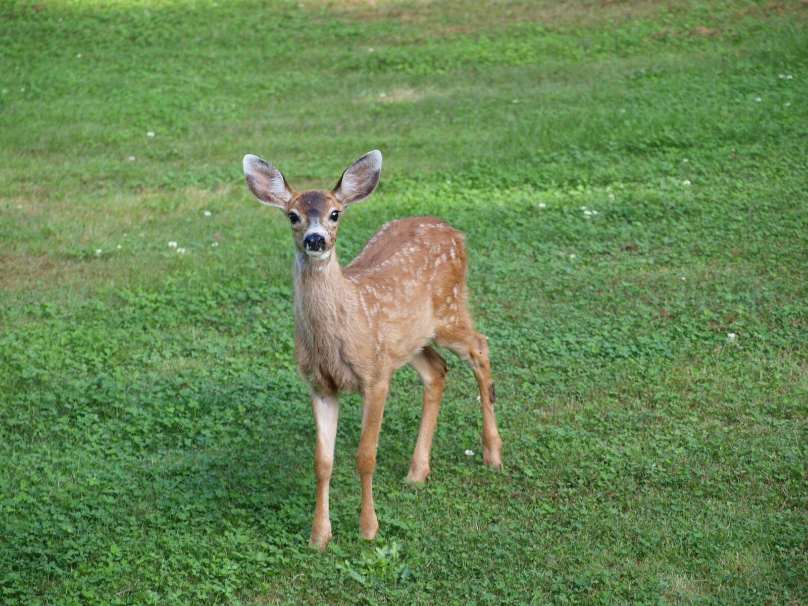 Olympus E-520 (EVOLT E-520) sample photo. Fawn, deer, baby photography