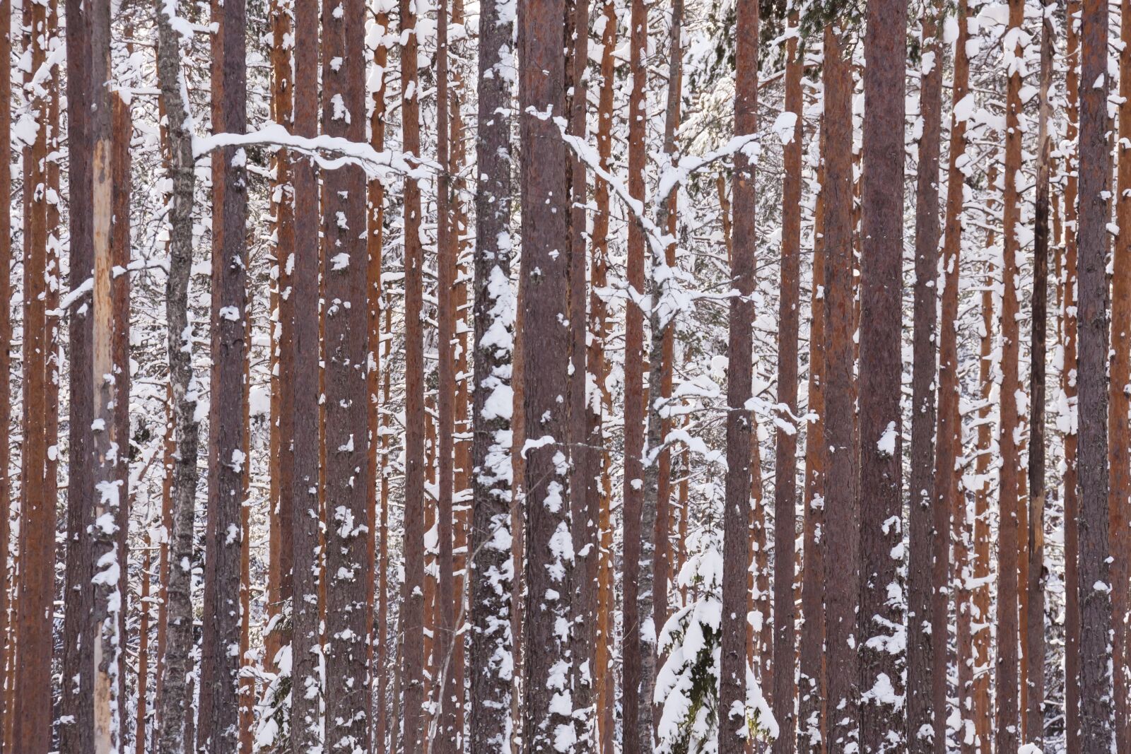Canon EOS 50D + Canon EF-S 18-200mm F3.5-5.6 IS sample photo. Winter, forest, wood photography