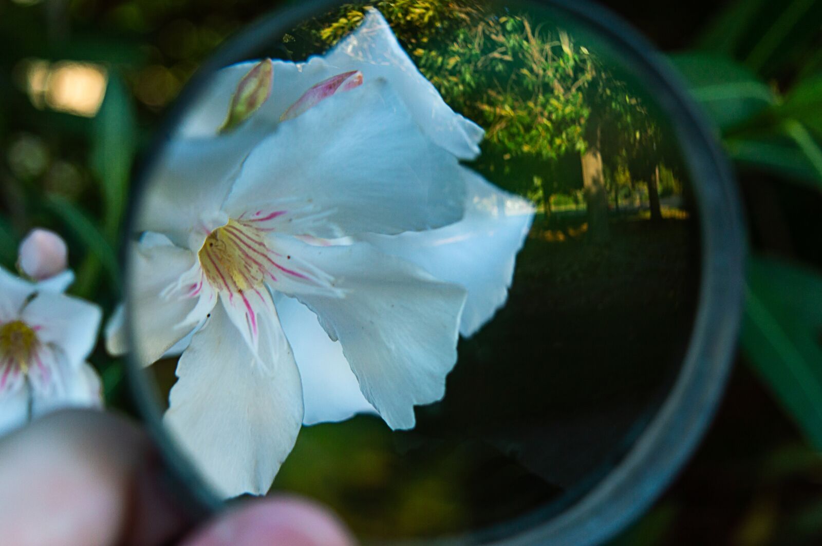 Nikon D3200 sample photo. Oleander, white, magnify glass photography