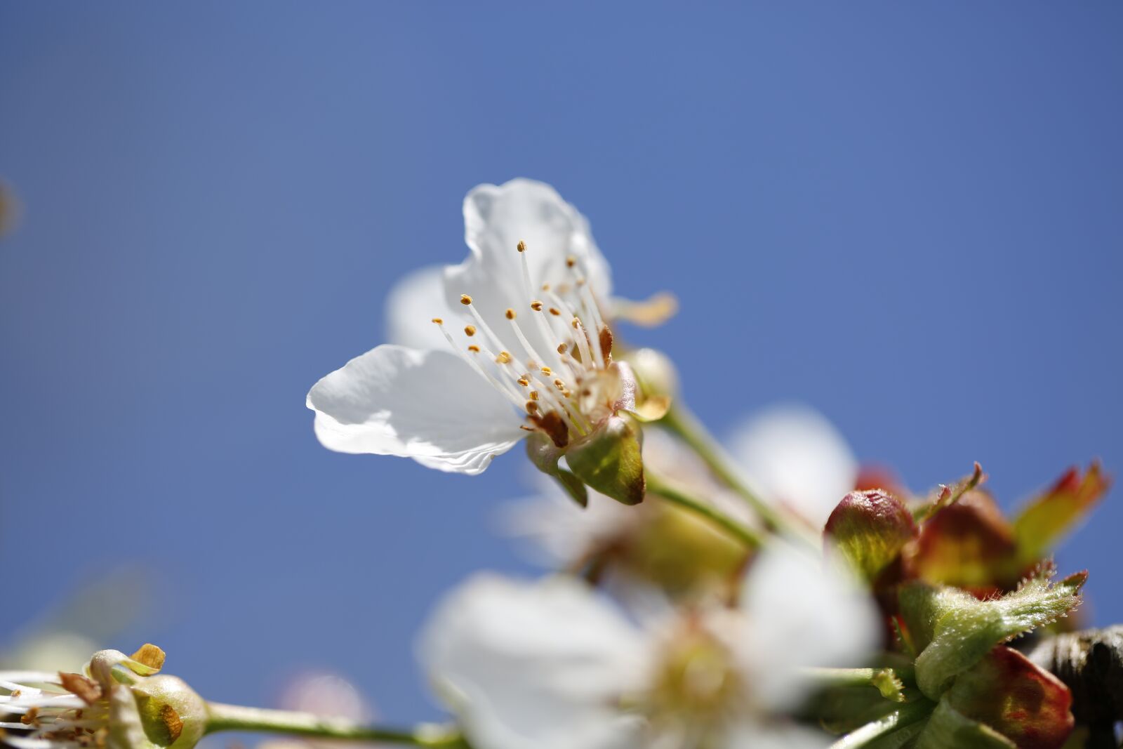 Canon EF 100mm F2.8L Macro IS USM sample photo. Cherry blossom, spring, cherry photography