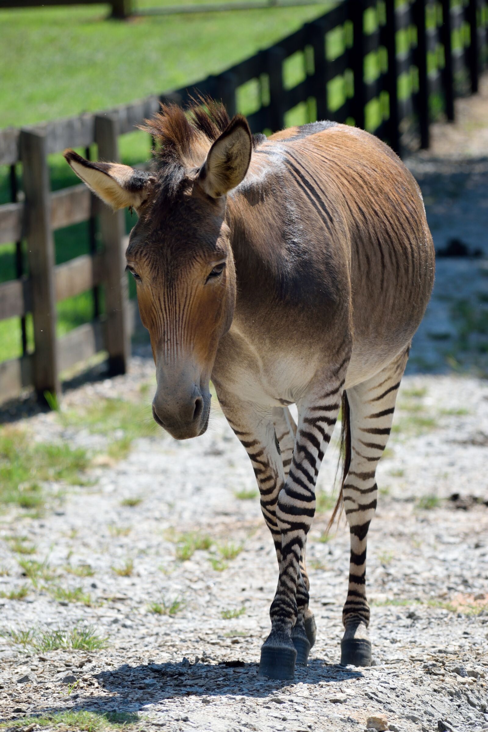 Nikon D3300 sample photo. Zonkey, animal, mammal photography
