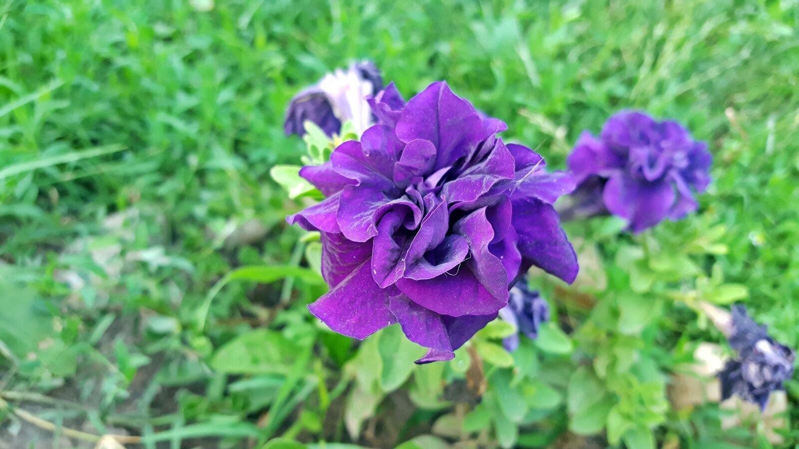 Samsung Galaxy S6 sample photo. Petunia, petunia flower, purple photography
