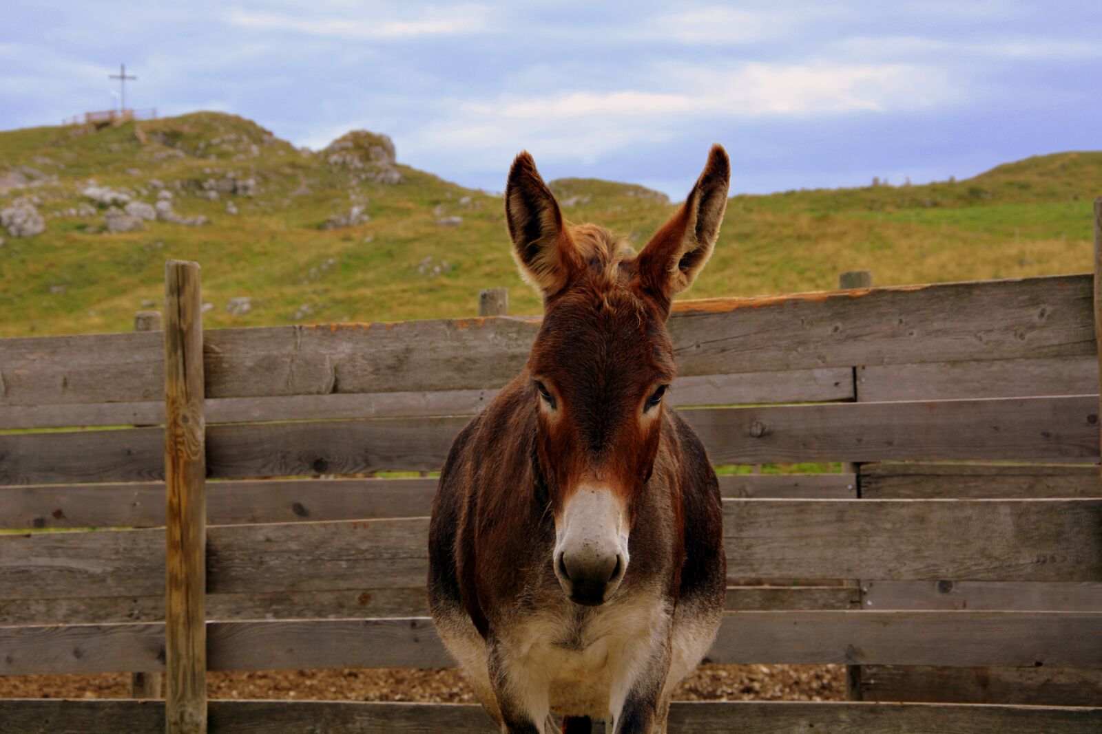 Nikon D7100 sample photo. Donkey, fence, mountain photography