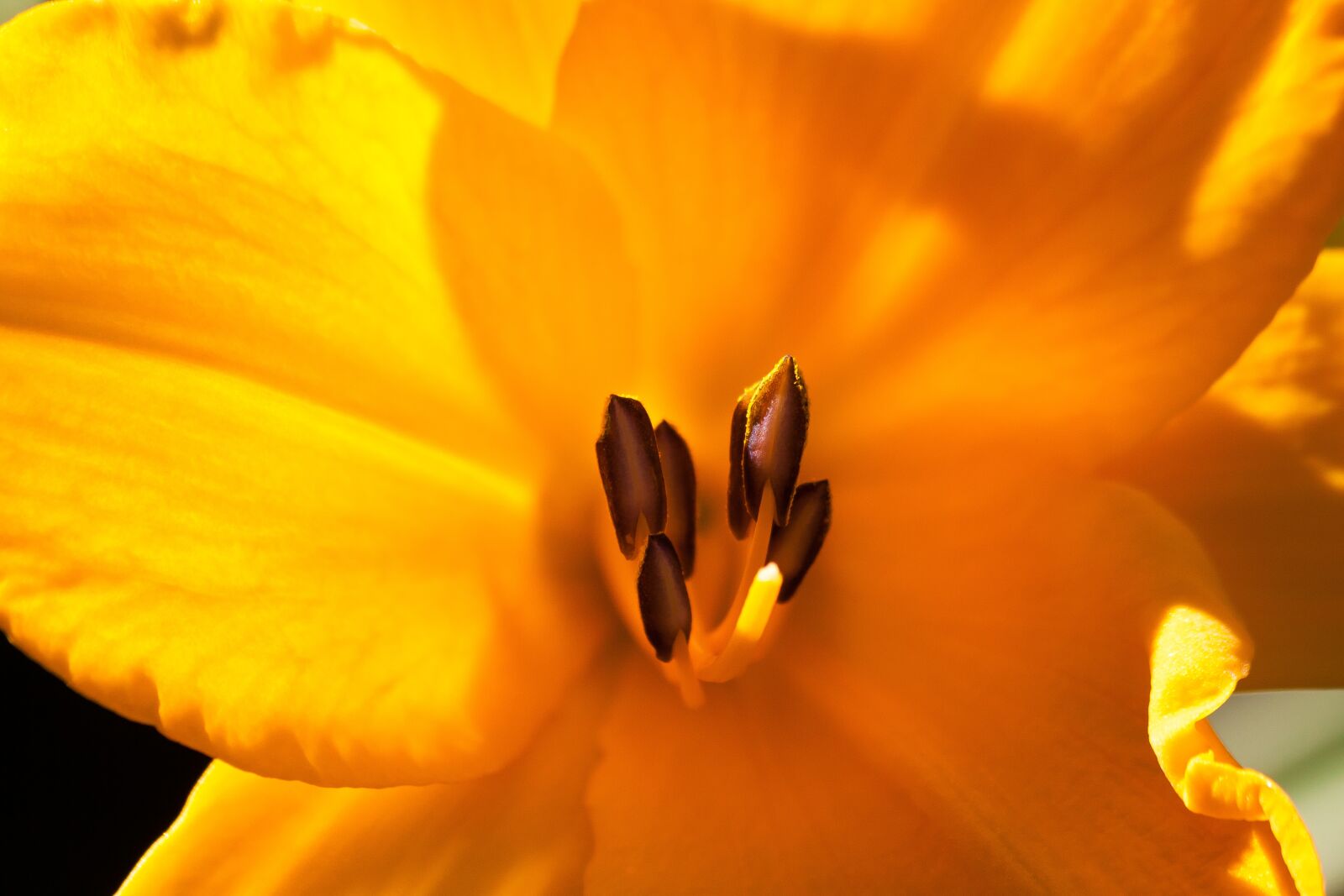 Canon EOS 50D sample photo. Daylily, hemerocallis, day lily photography