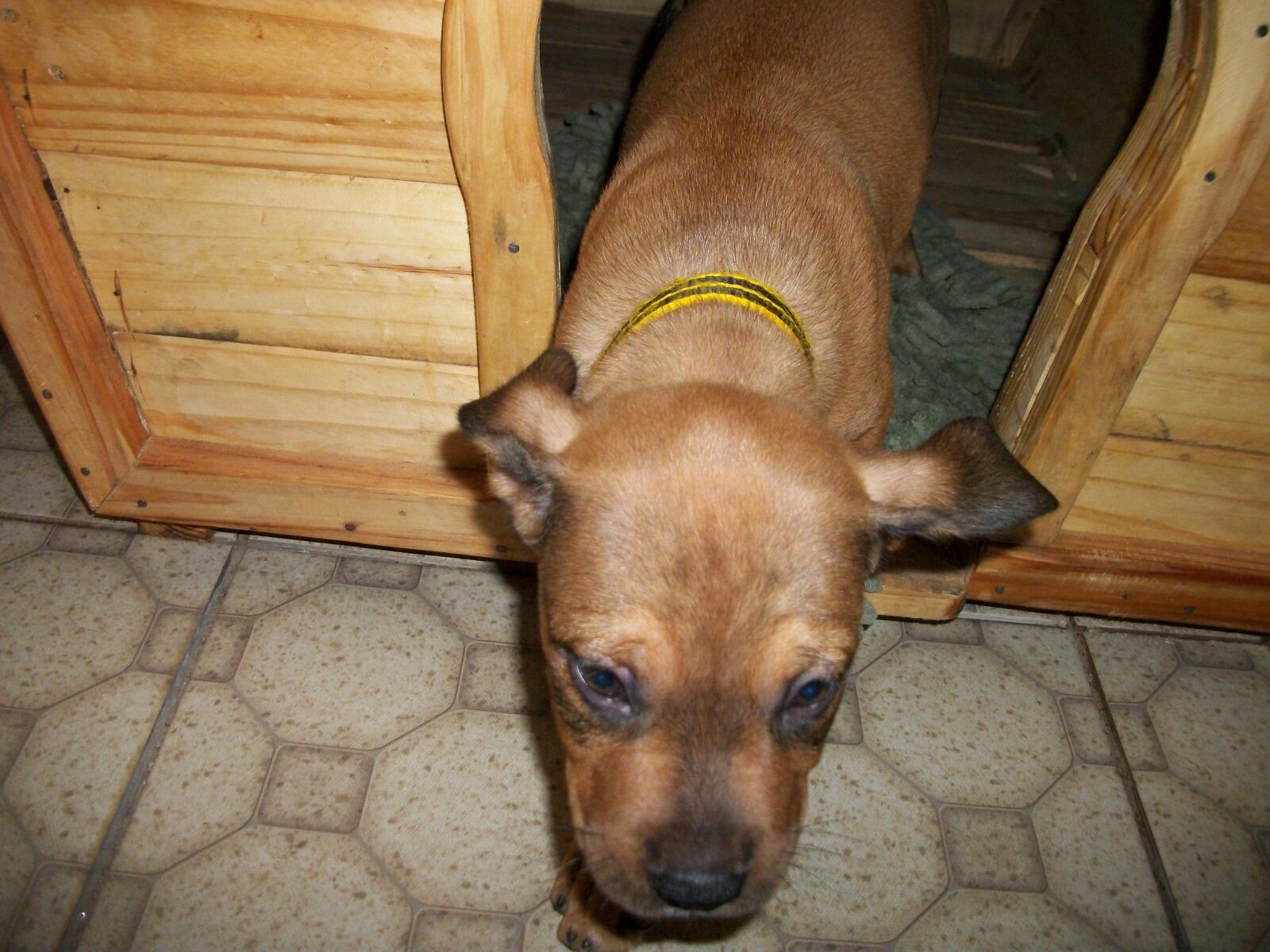 Kodak EASYSHARE C182 DIGITAL CAMERA sample photo. My cute puppy sibling photography