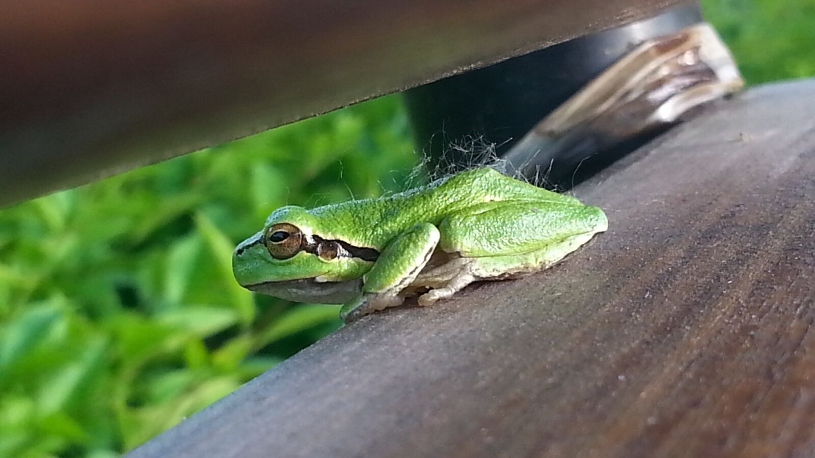 Samsung Galaxy S3 sample photo. Frog, nature, green photography
