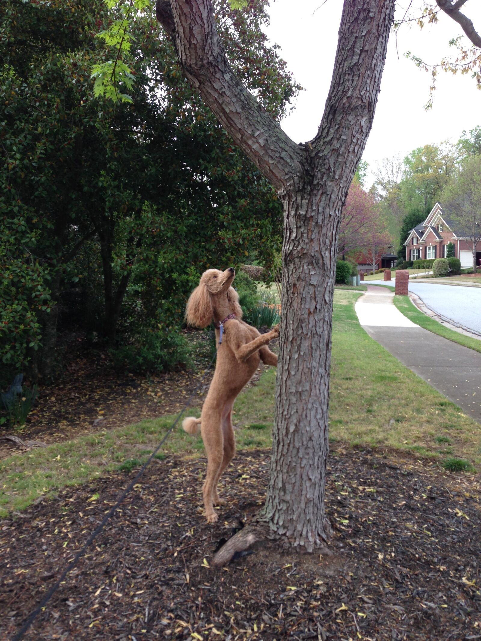 iPhone 5 back camera 4.12mm f/2.4 sample photo. Poodle, dog, poodle hunting photography