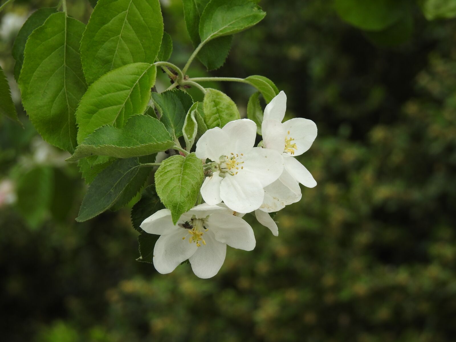 Nikon Coolpix P900 sample photo. Nature, flower, plant photography