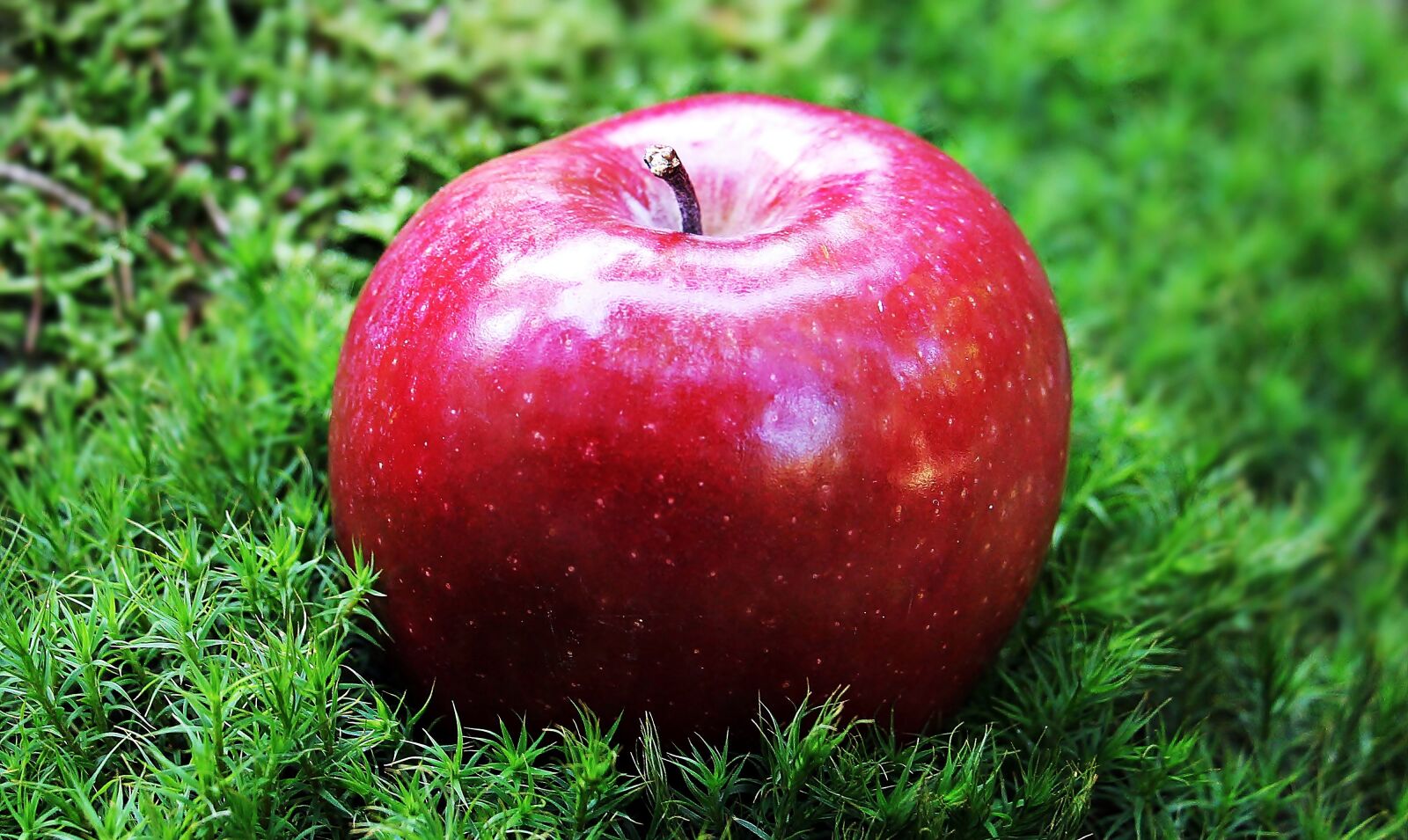Canon EOS 550D (EOS Rebel T2i / EOS Kiss X4) sample photo. Apple, red apple, red photography