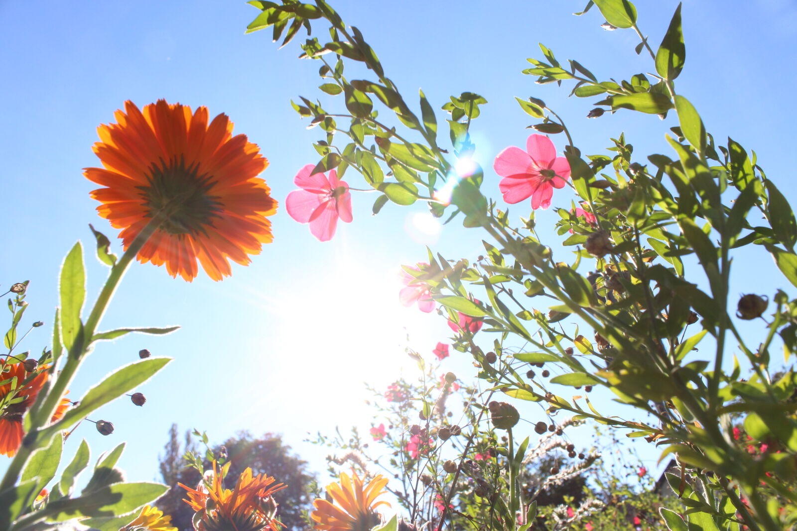 Canon EOS 700D (EOS Rebel T5i / EOS Kiss X7i) sample photo. Blumen, blumenwiese, bunt, gegenlicht photography