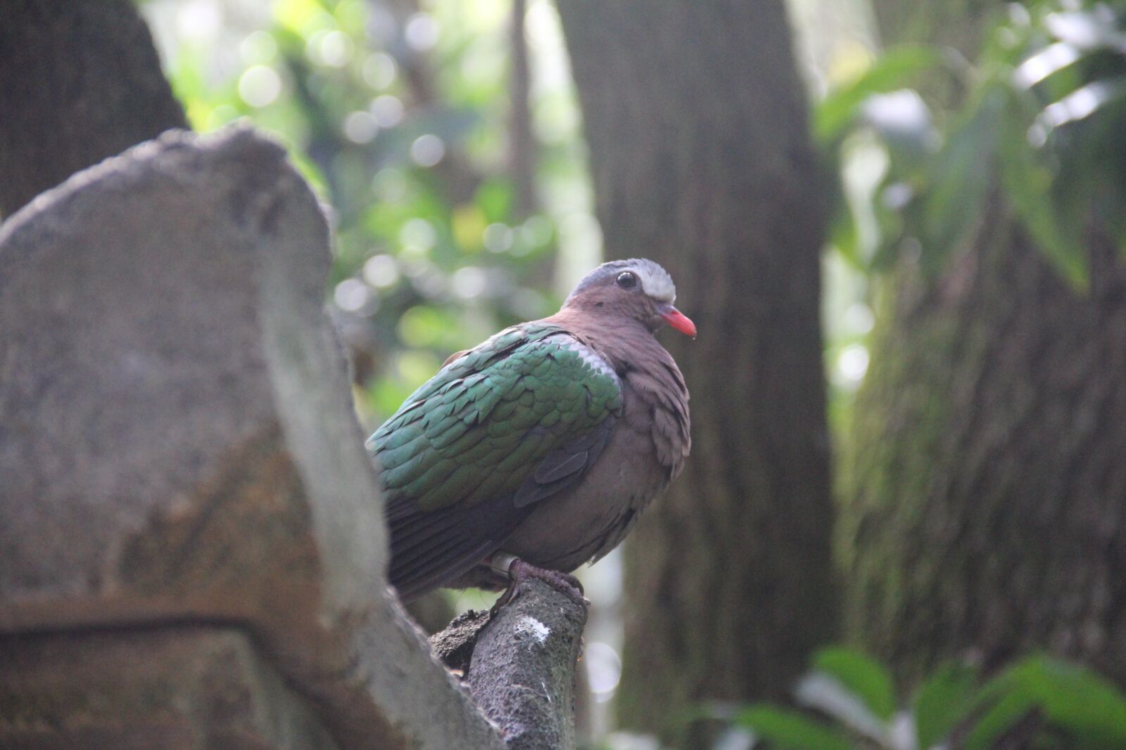 Canon EOS 550D (EOS Rebel T2i / EOS Kiss X4) sample photo. Nature, wildlife, tree photography