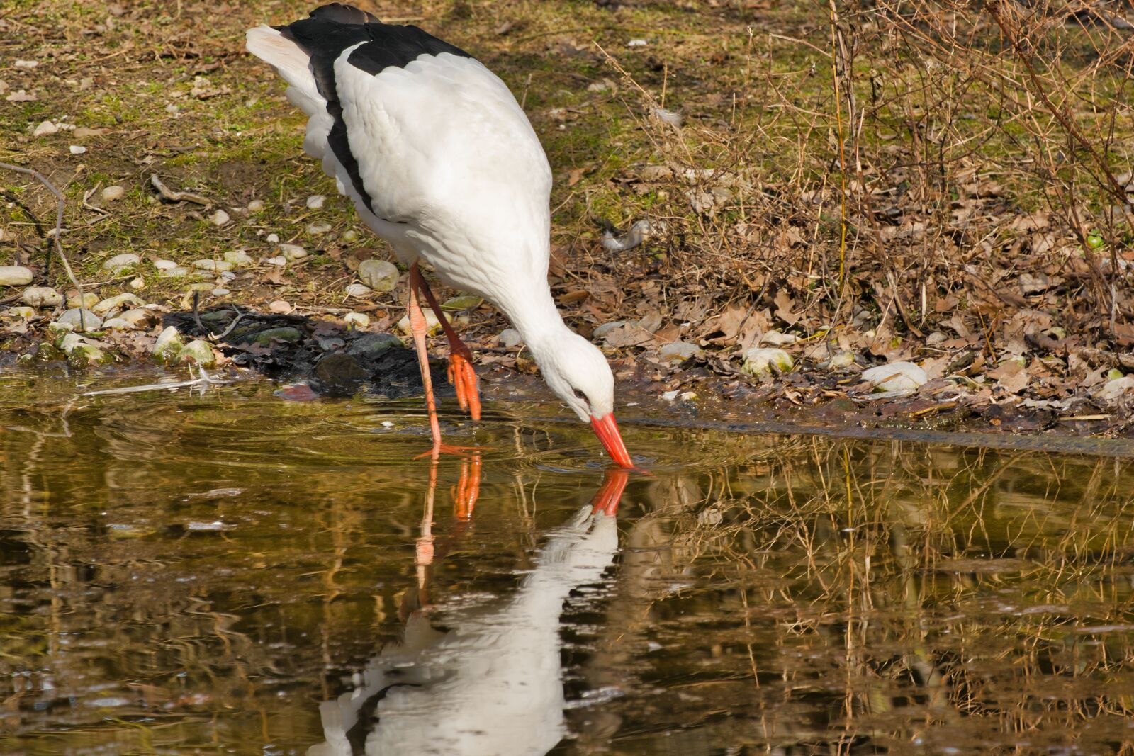 Nikon D5300 sample photo. Bird, animal, zoo photography
