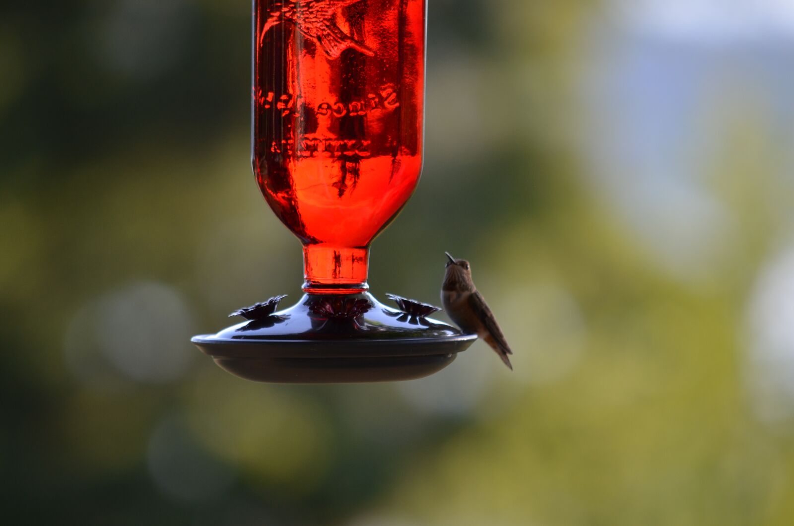 Nikon D5100 sample photo. Humming bird, bird, bird photography