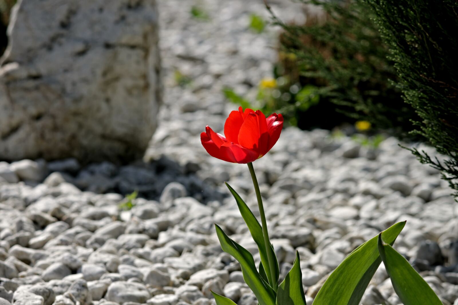 Canon EOS 1100D (EOS Rebel T3 / EOS Kiss X50) sample photo. Tulip, bloom, stone garden photography