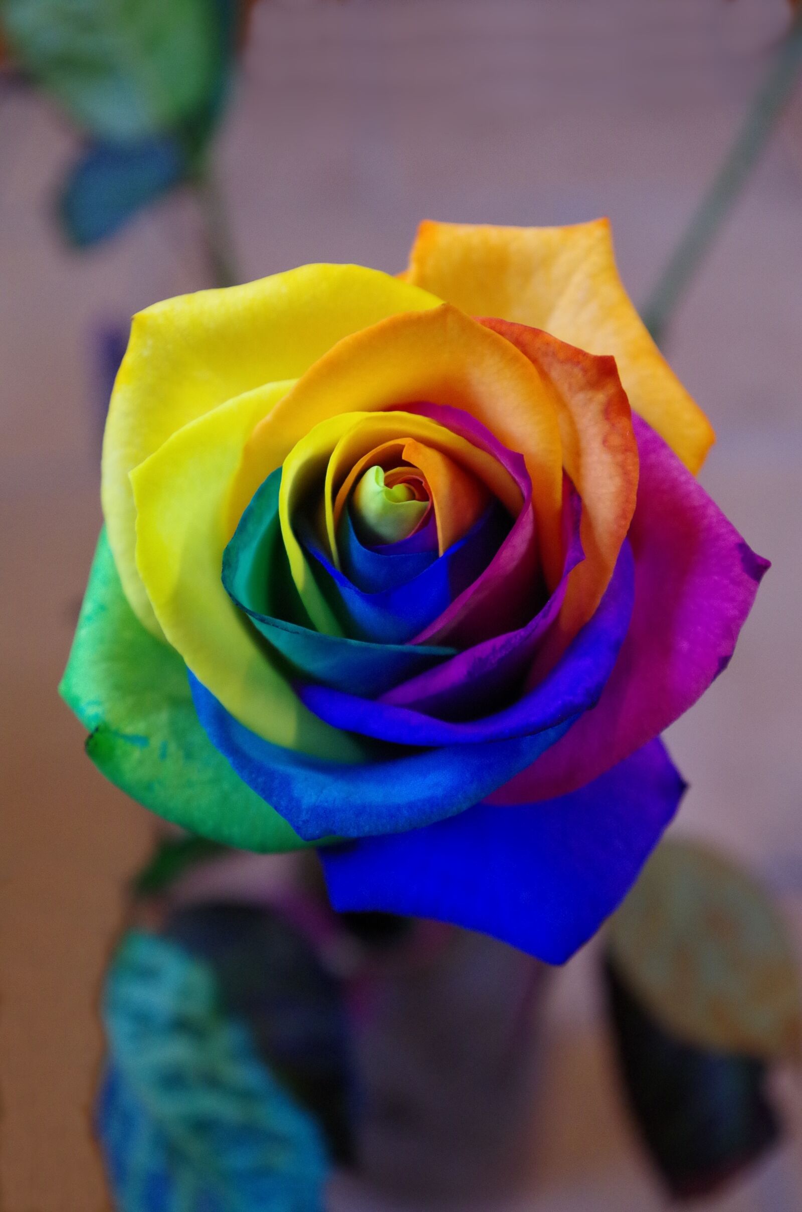 Pentax K-50 sample photo. Flower, nature, color photography