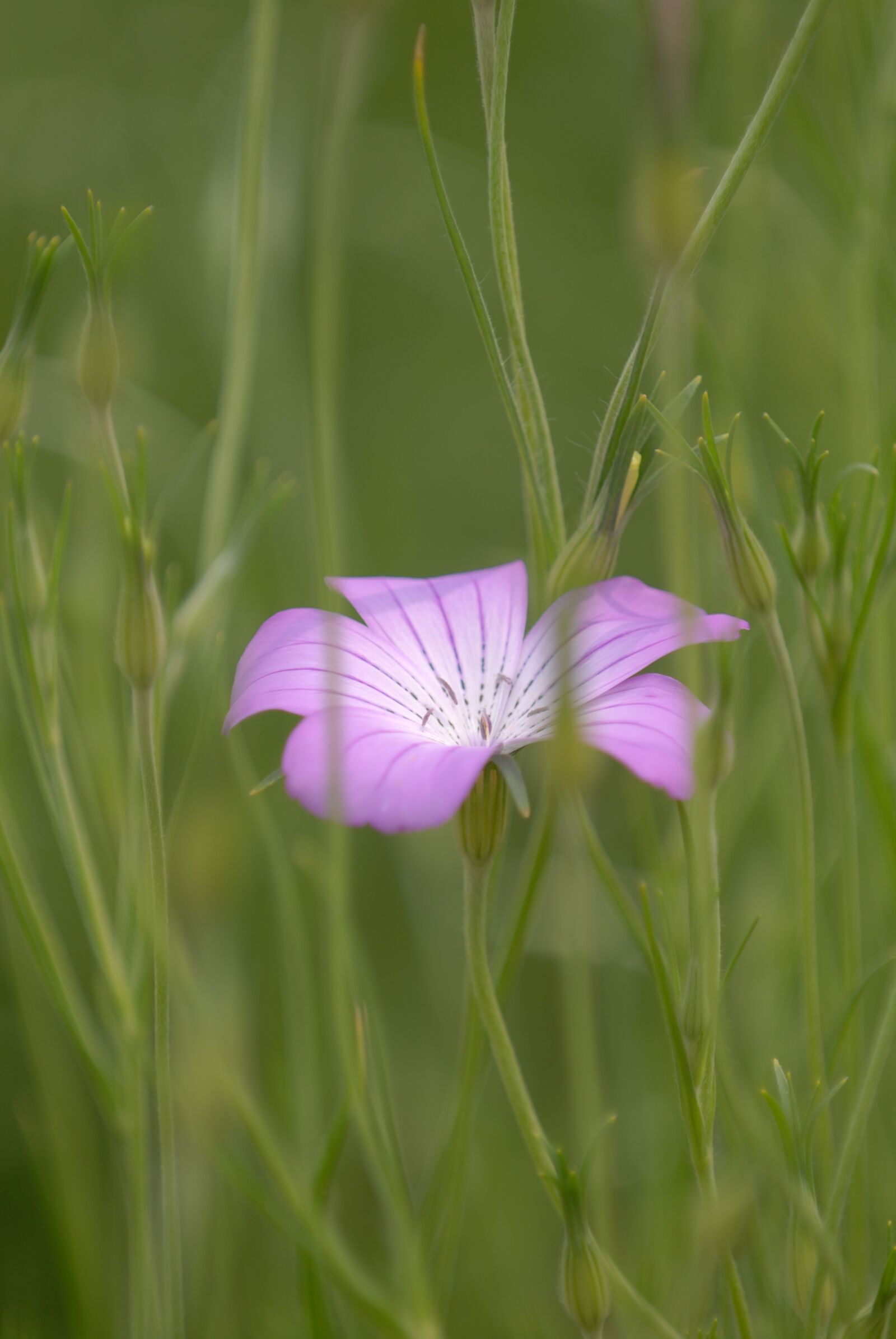 Nikon D200 sample photo. Flower, purple, flower garden photography